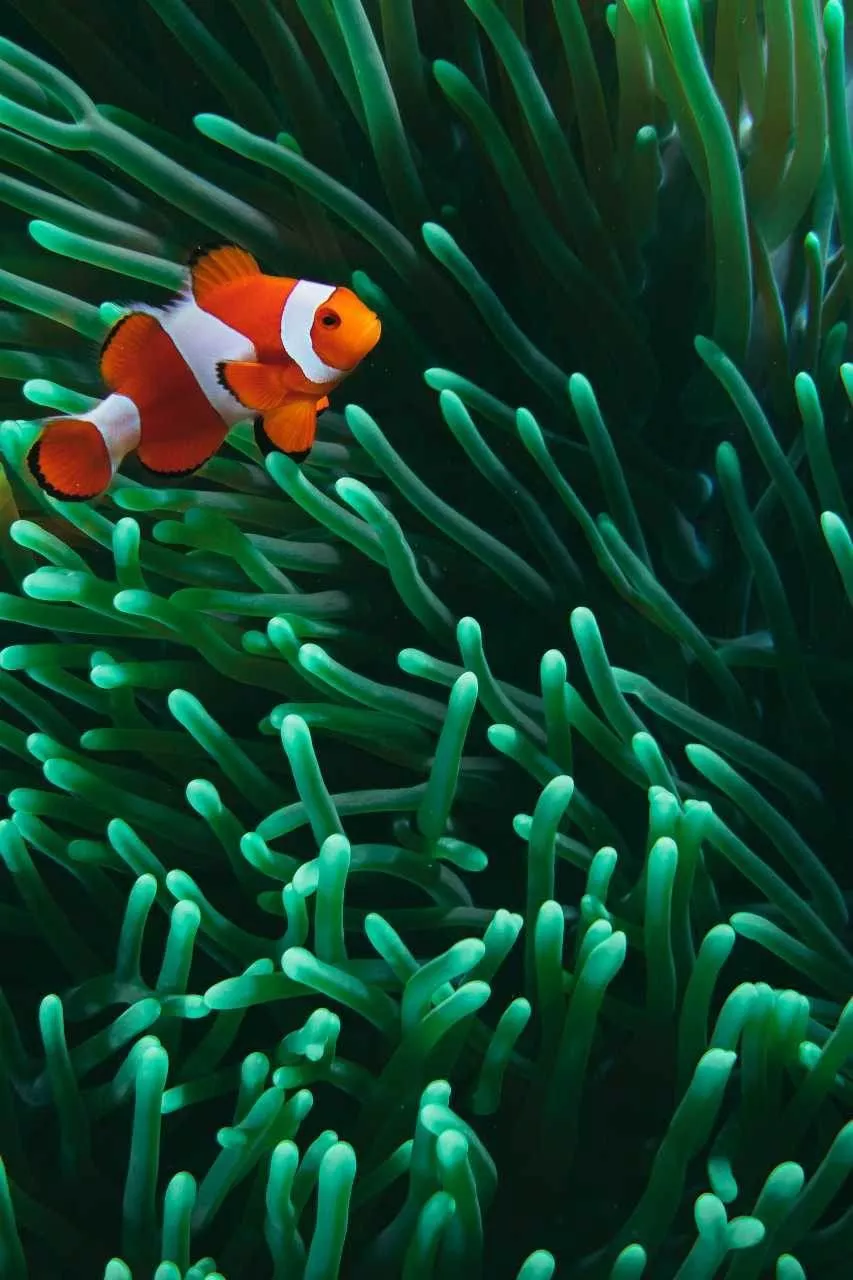 Clown Fish