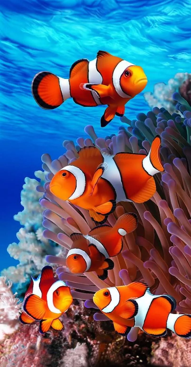 HD nemo wallpaper