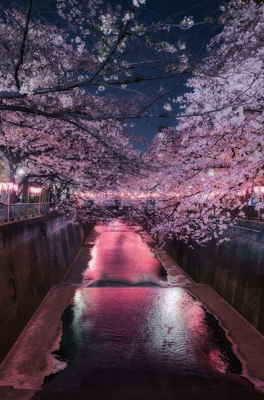 cherry blossoms. Wallpaper