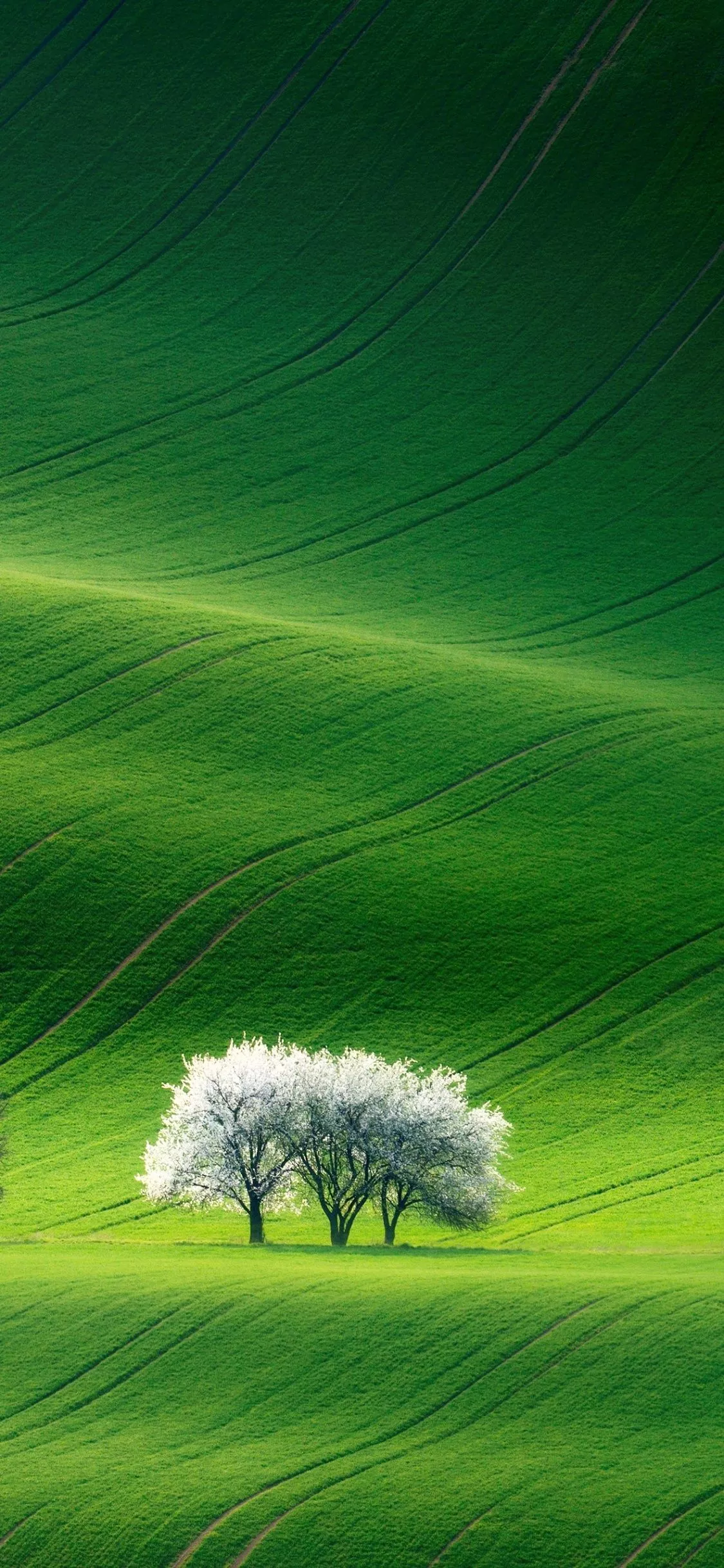 Grassland Wallpaper 4K, Green