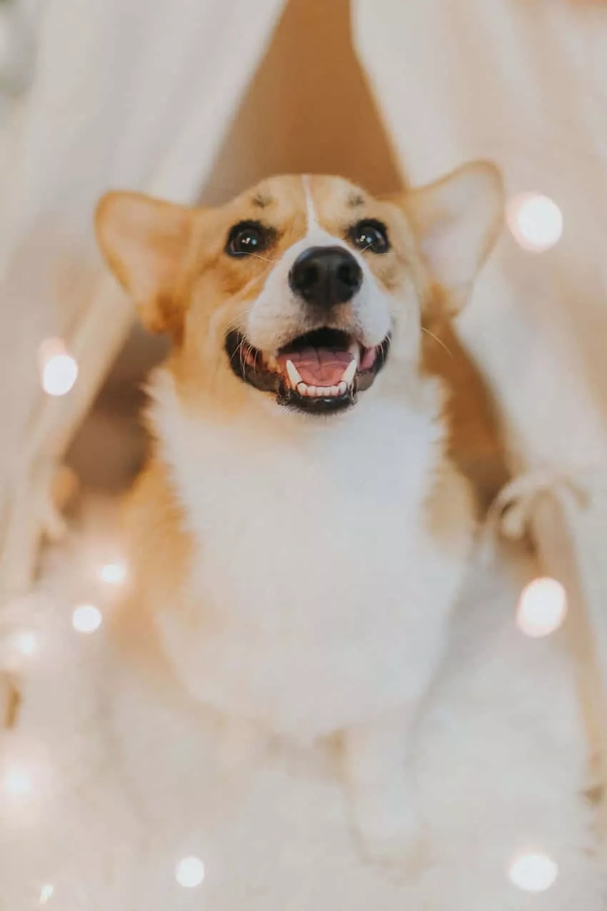 Cute Corgi Wallpaper