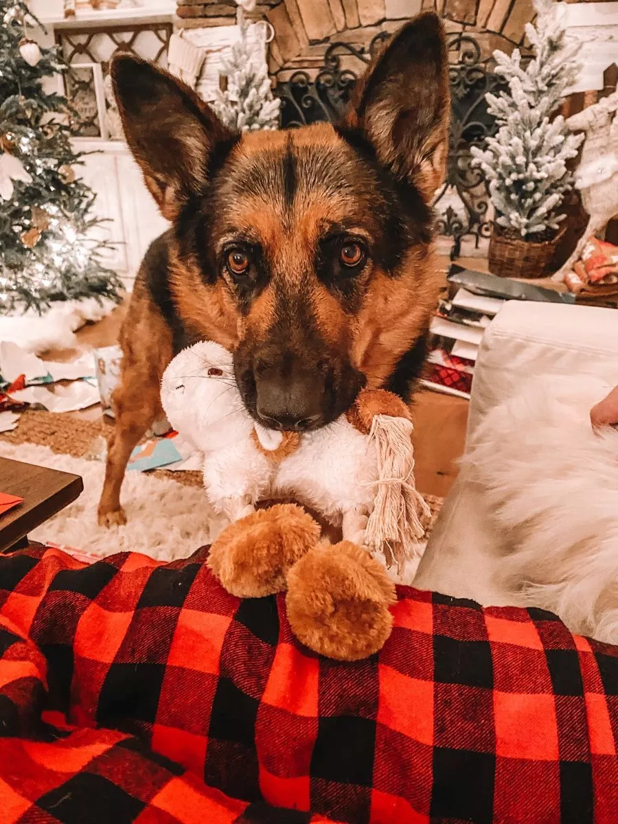 Christmas German Shepherd Dog