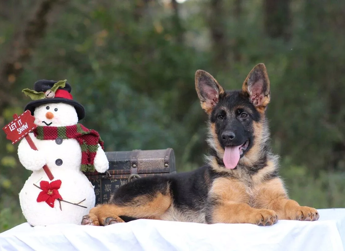 German Shepherds of Hidden Creek