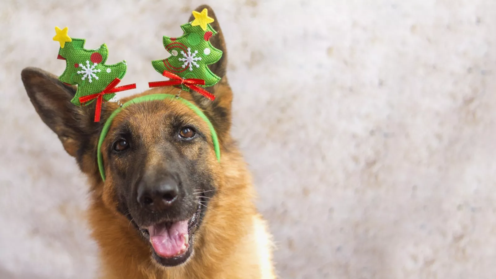 Sticky Tape on His Paw Delights