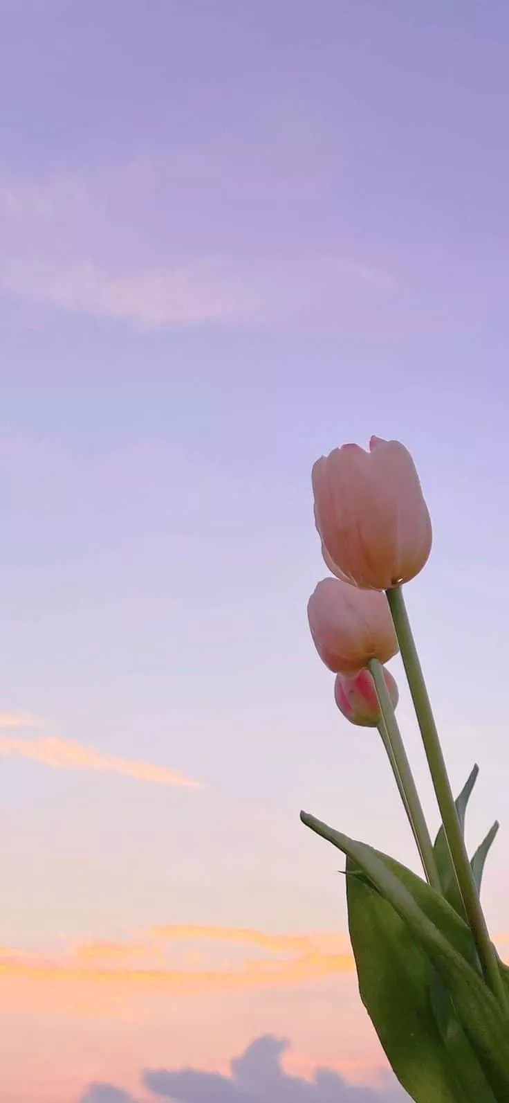 Tulips Aesthetic Wallpaper