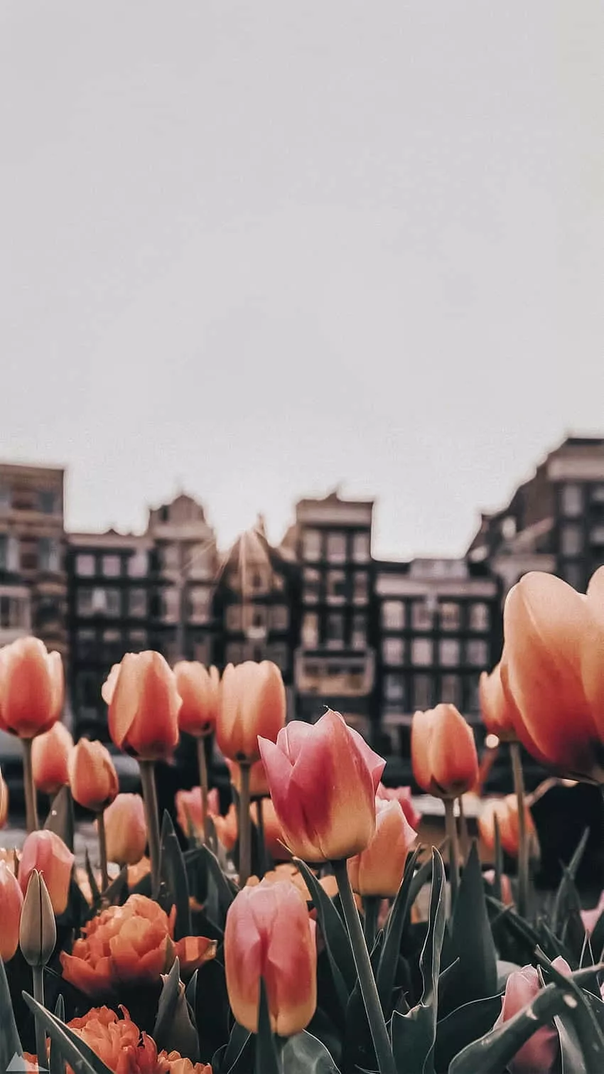 Tulips iPhone Wallpaper