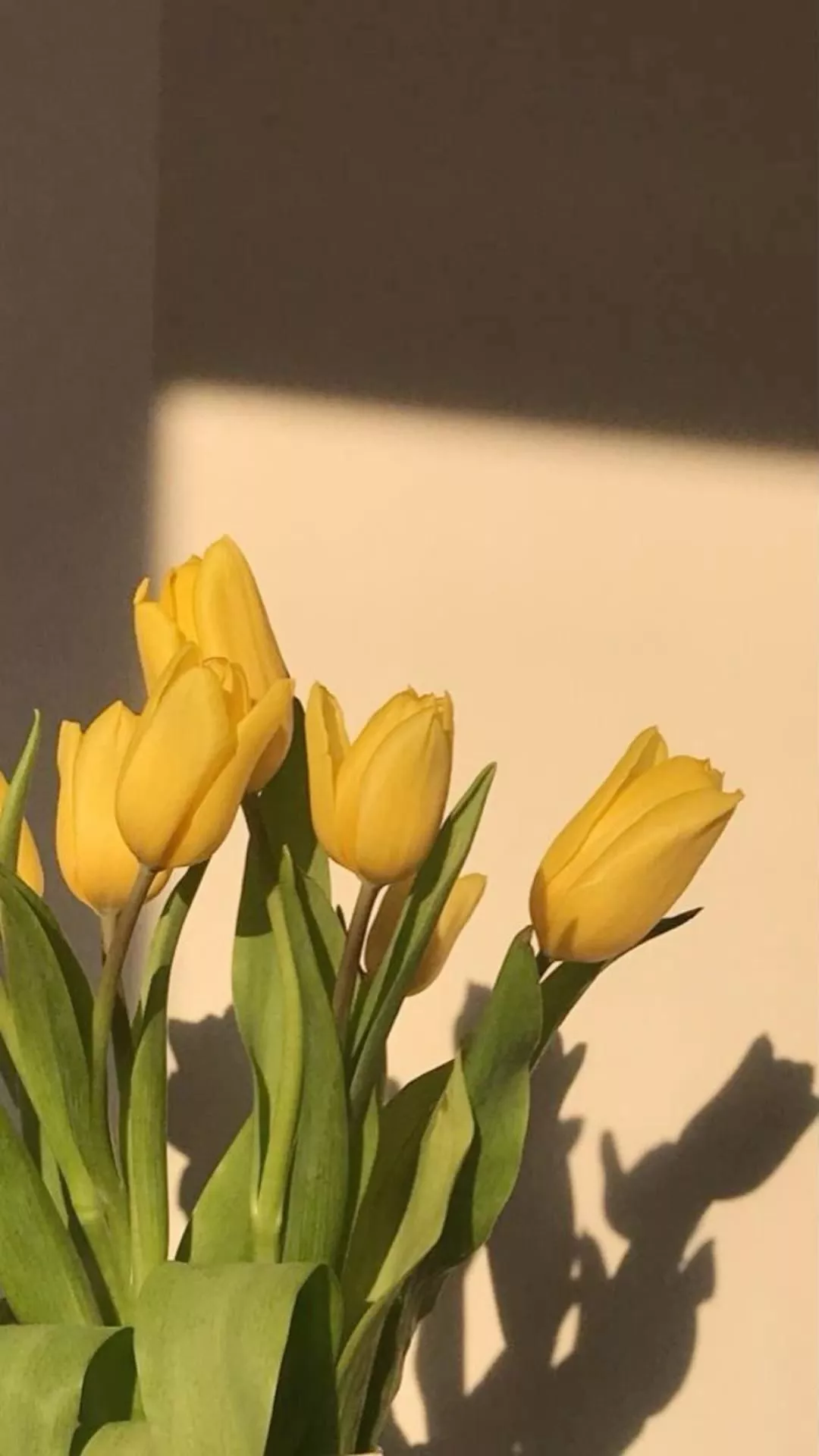 yellow tulips