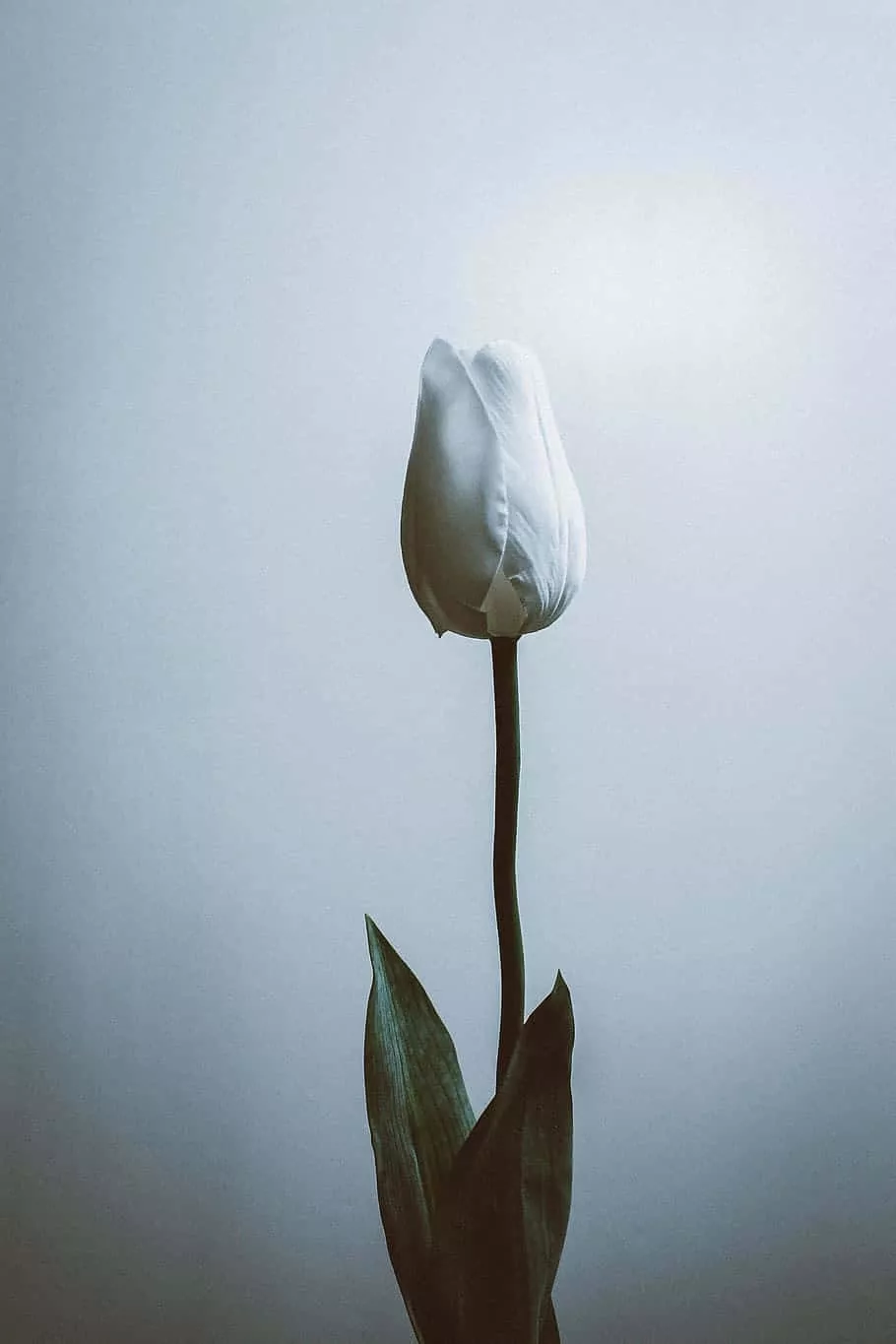 Download Single White Tulip Minimalist