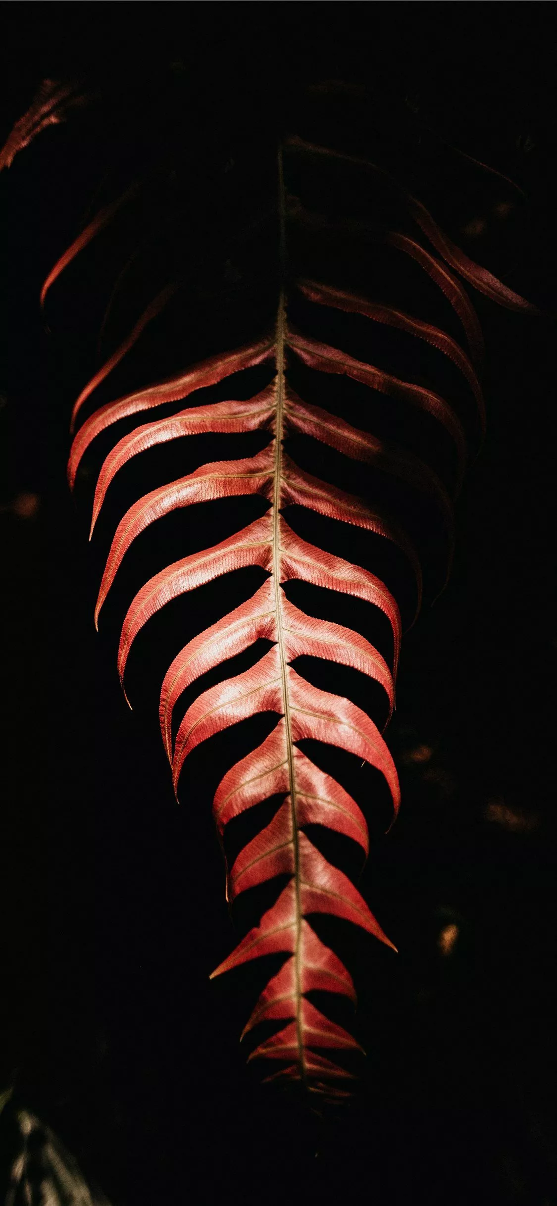 red leaf on black background iPhone 11