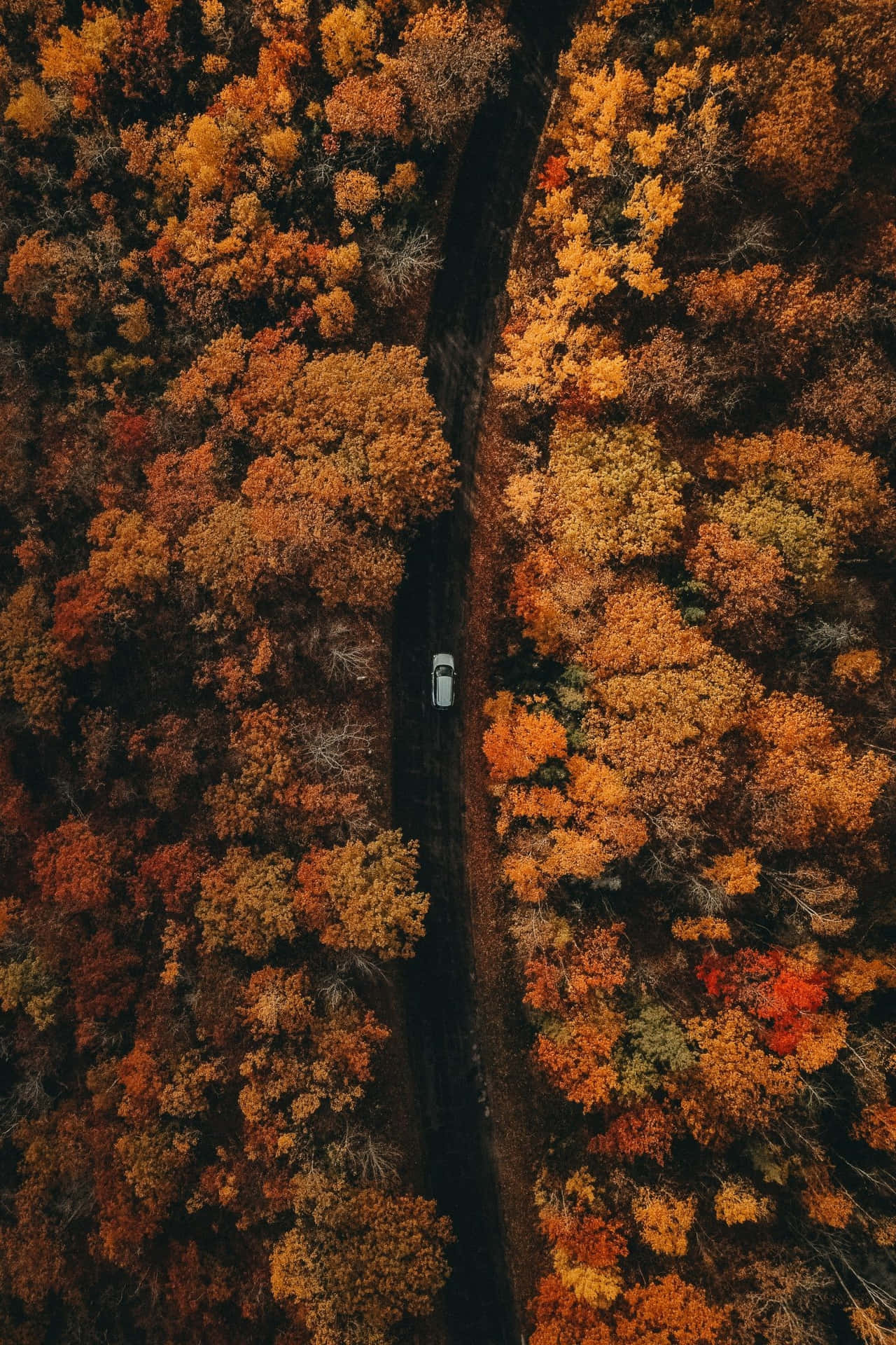 Fall Leaves iPhone Wallpaper