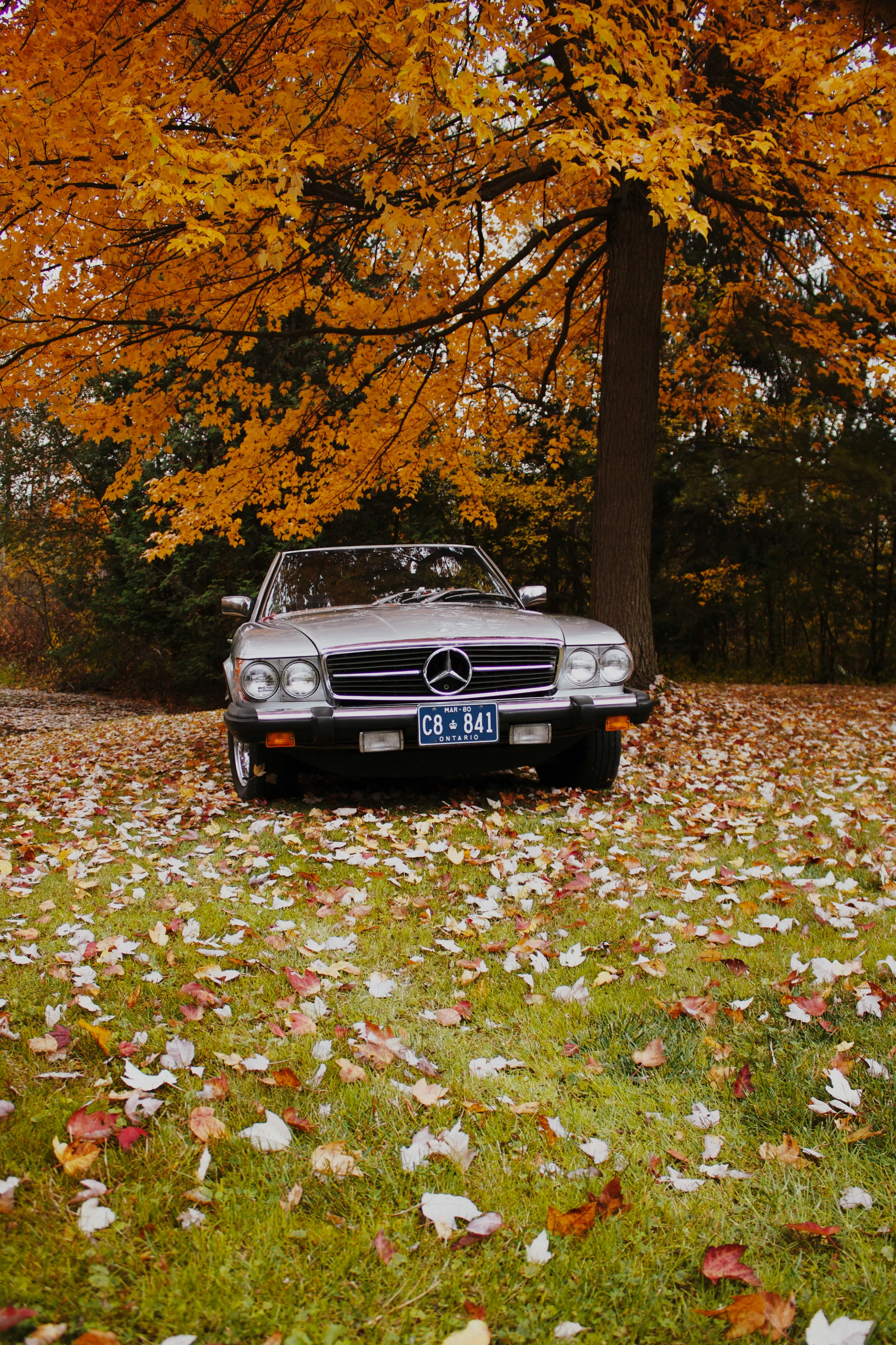 A Vintage Mercedes Parked on the Lawn