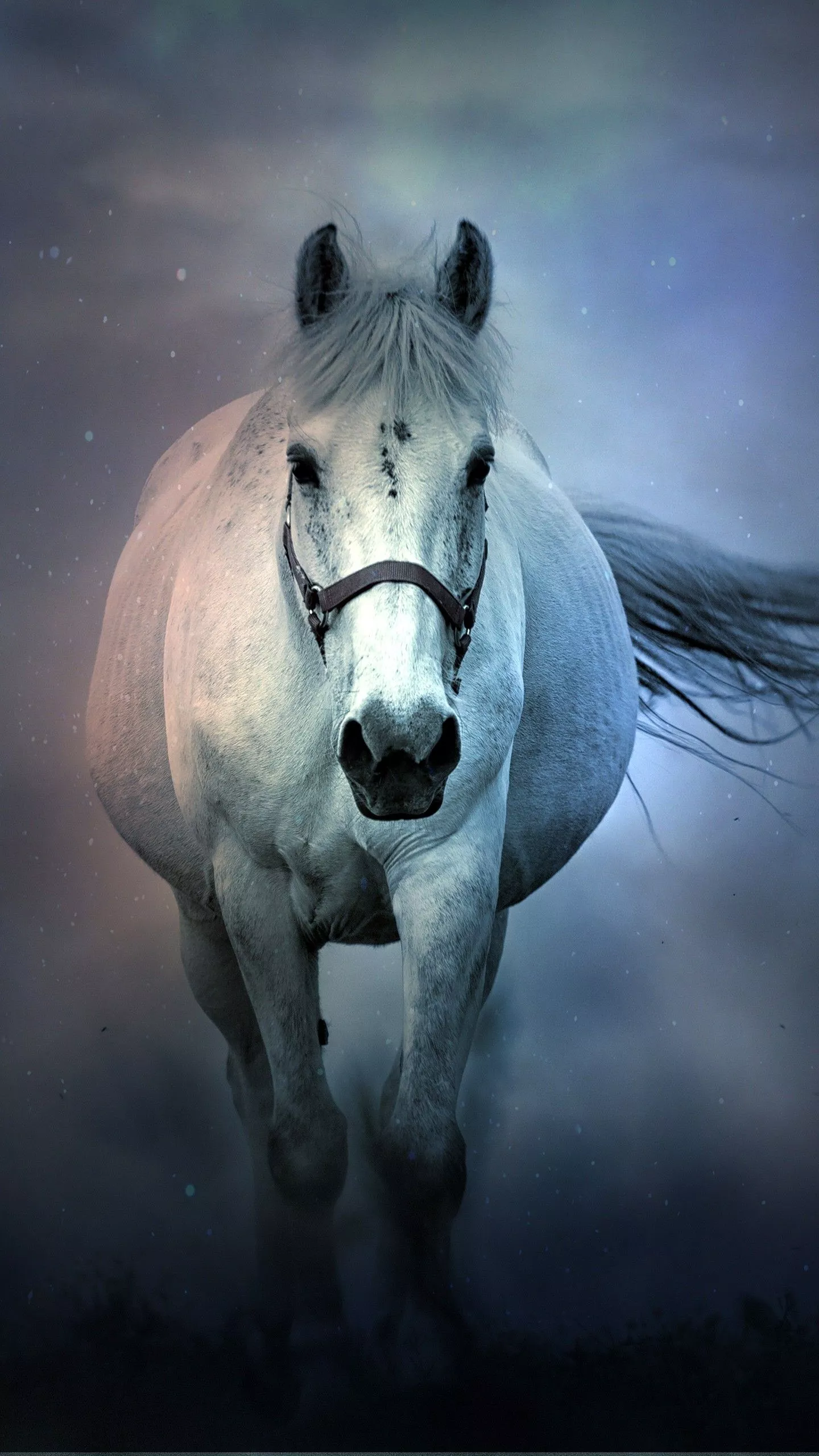 White Horse 4K 8K Wallpaper. HD