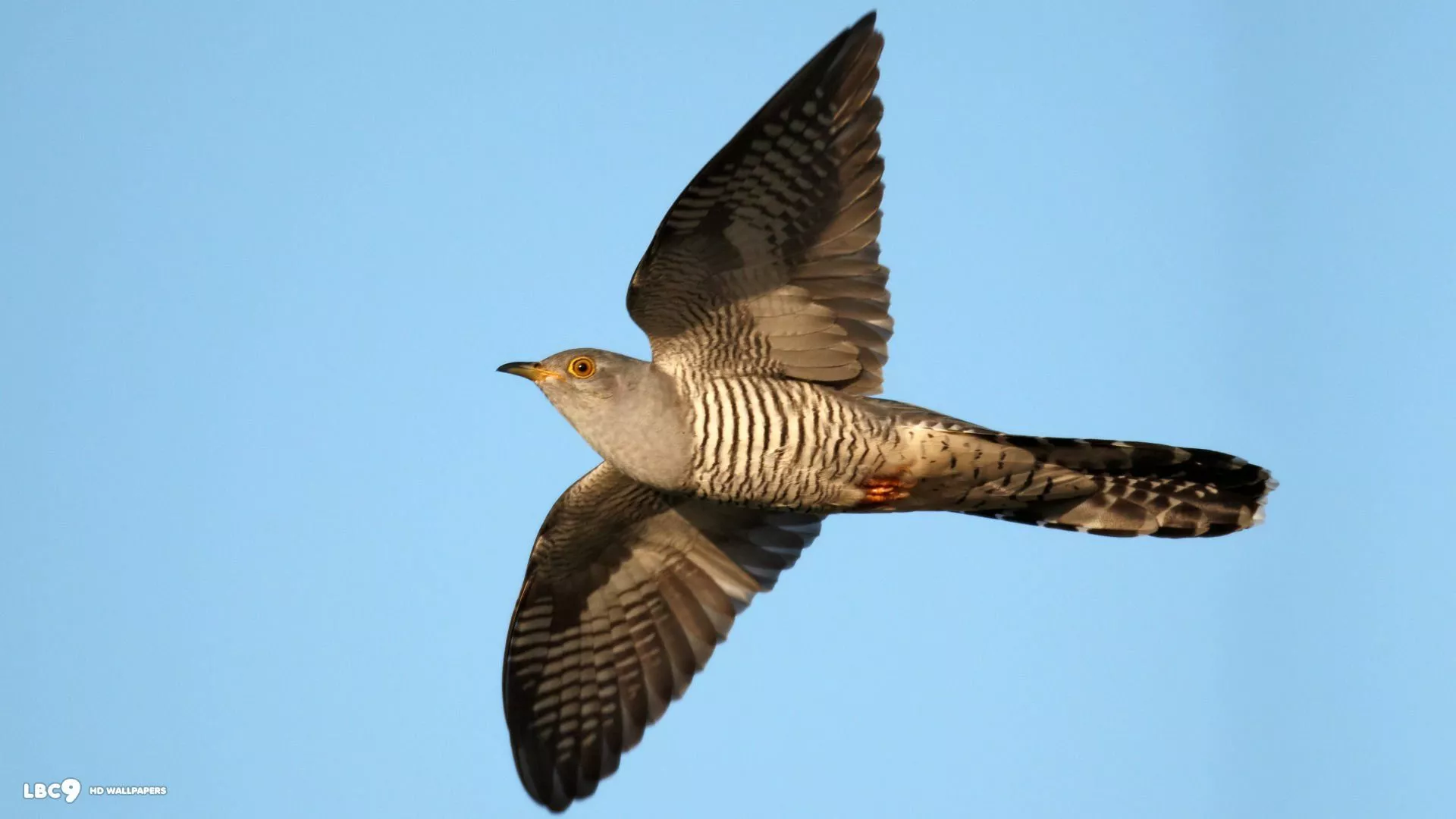 Download Animal Cuckoo HD Wallpaper