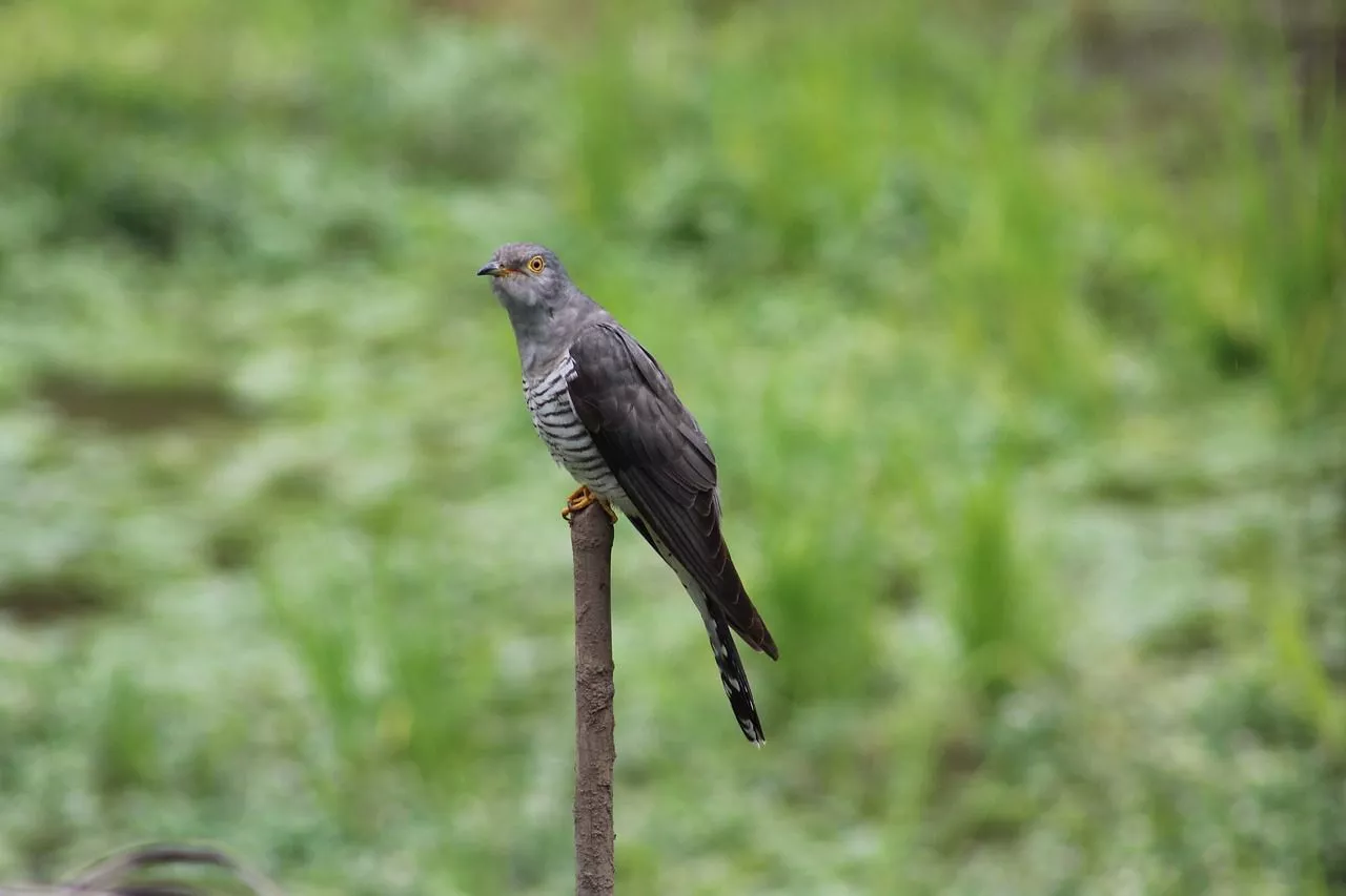Eurasian Cuckoo & Cuckoo Image