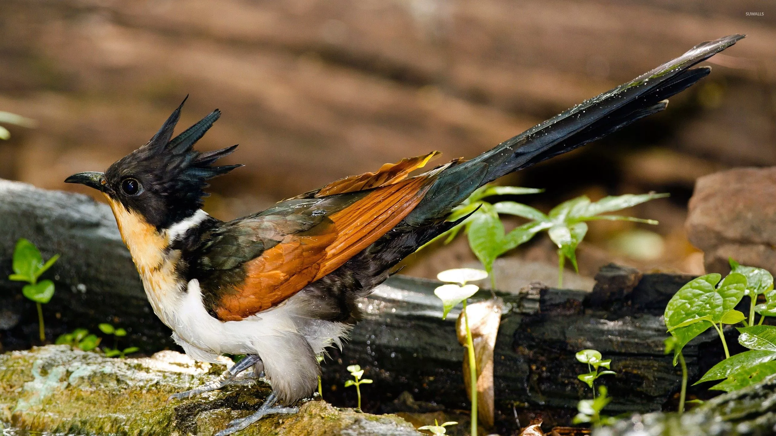 Chestnut Winged Cuckoo Wallpaper