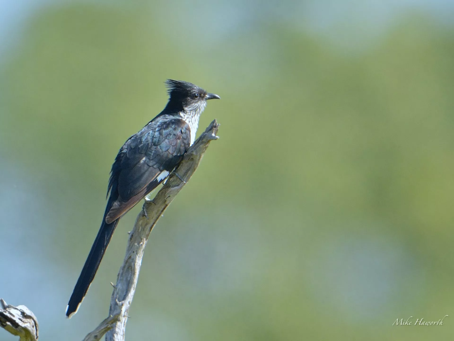 Cuckoos and Starlings. Howie's
