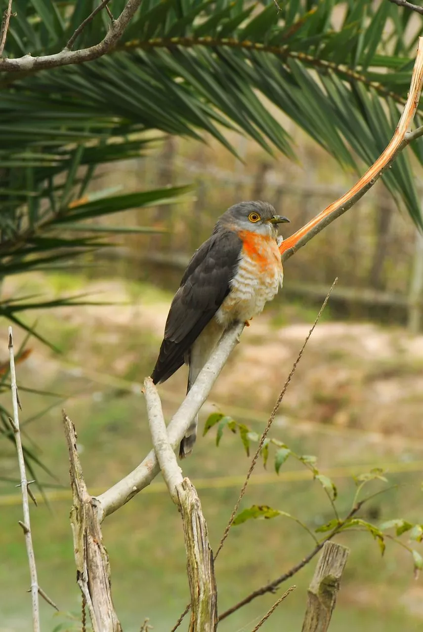 Free Red Chested Cuckoo & Cuckoo Image