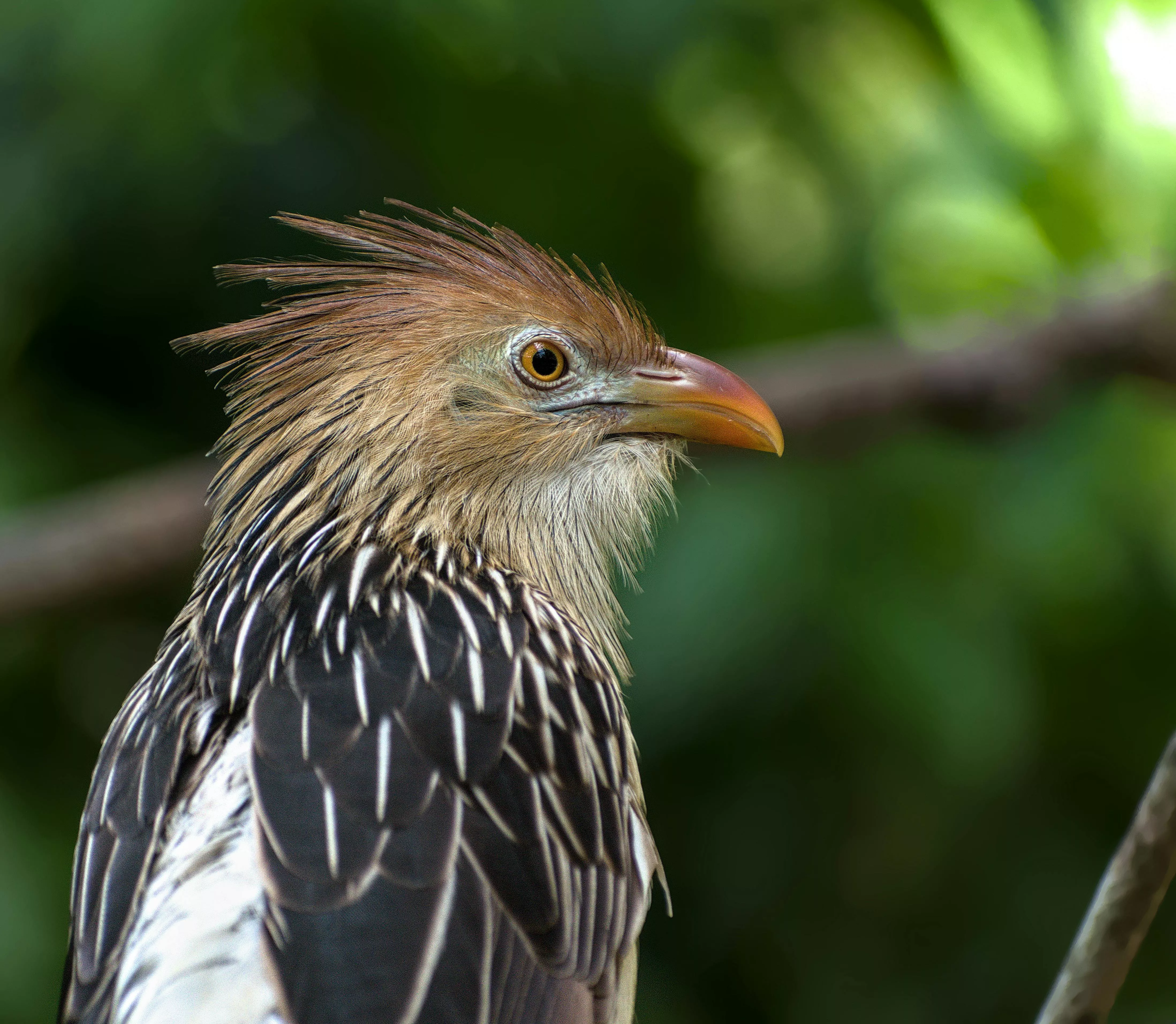 Guira Cuckoo Photo, Download The BEST