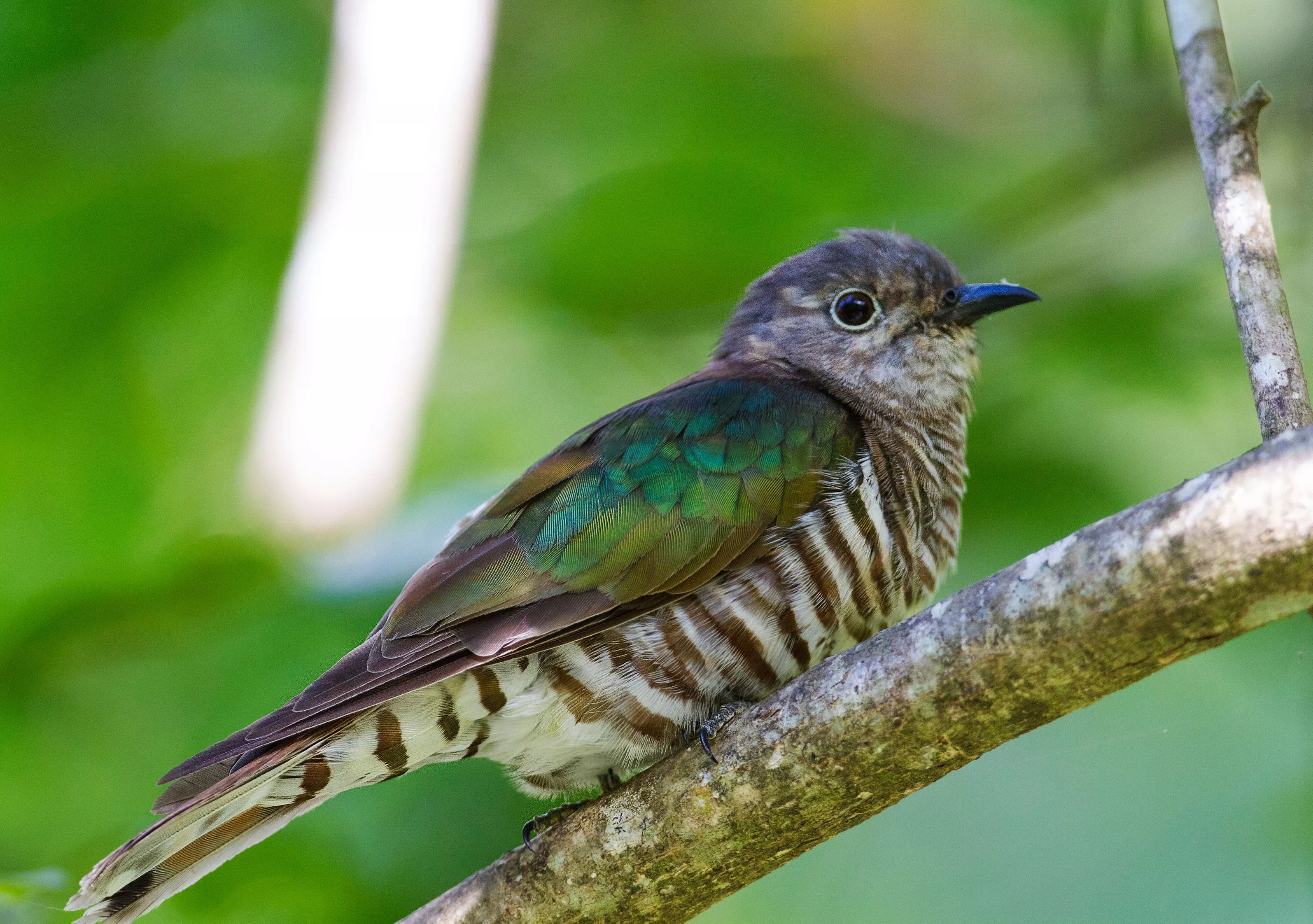 Shining Bronze Cuckoo Chalcites