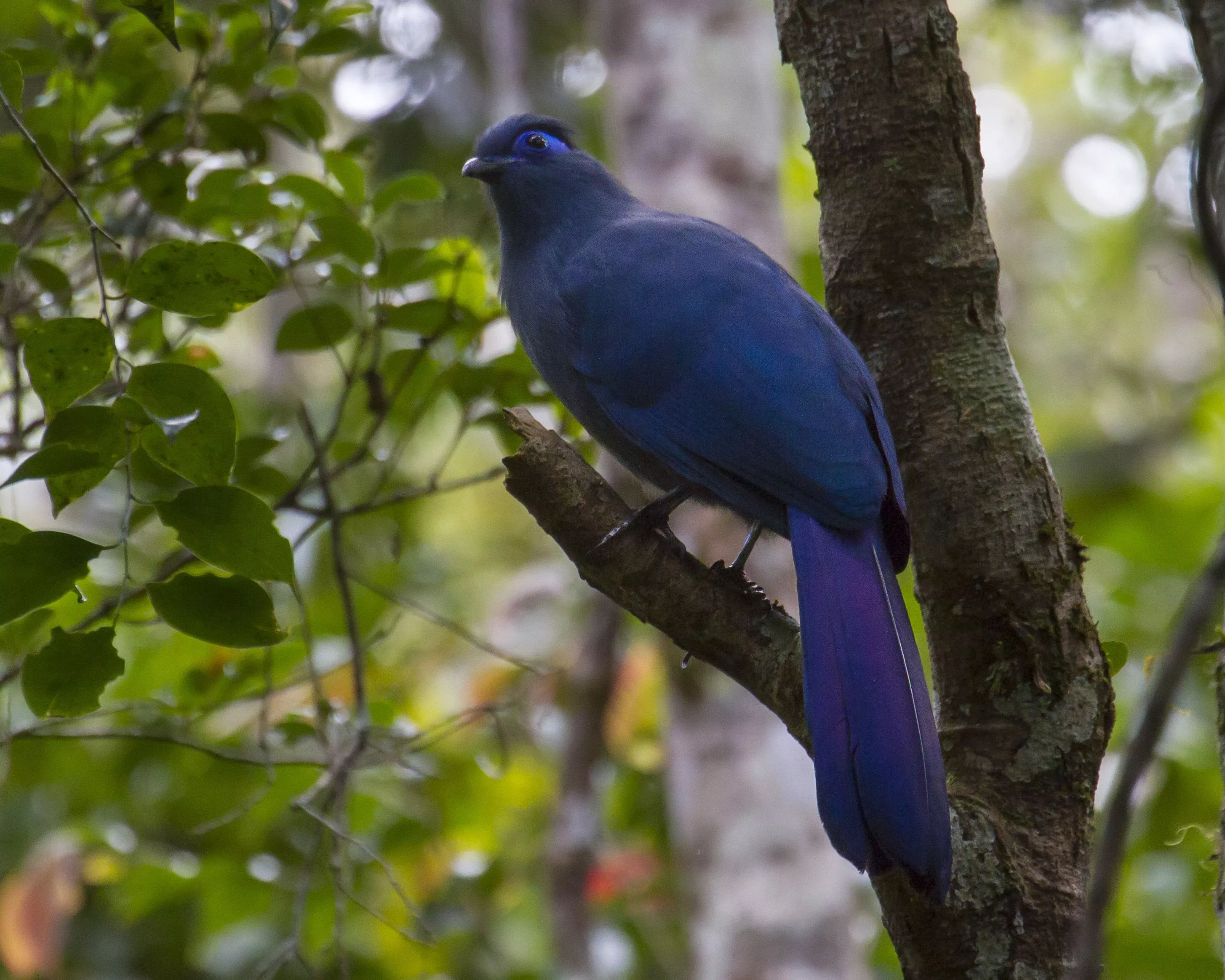 Blue Coua Animal Cuckoo HD Wallpaper