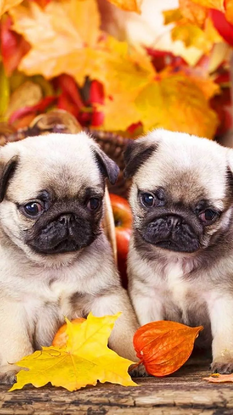 Cute dogs, pug, puppies, HD phone