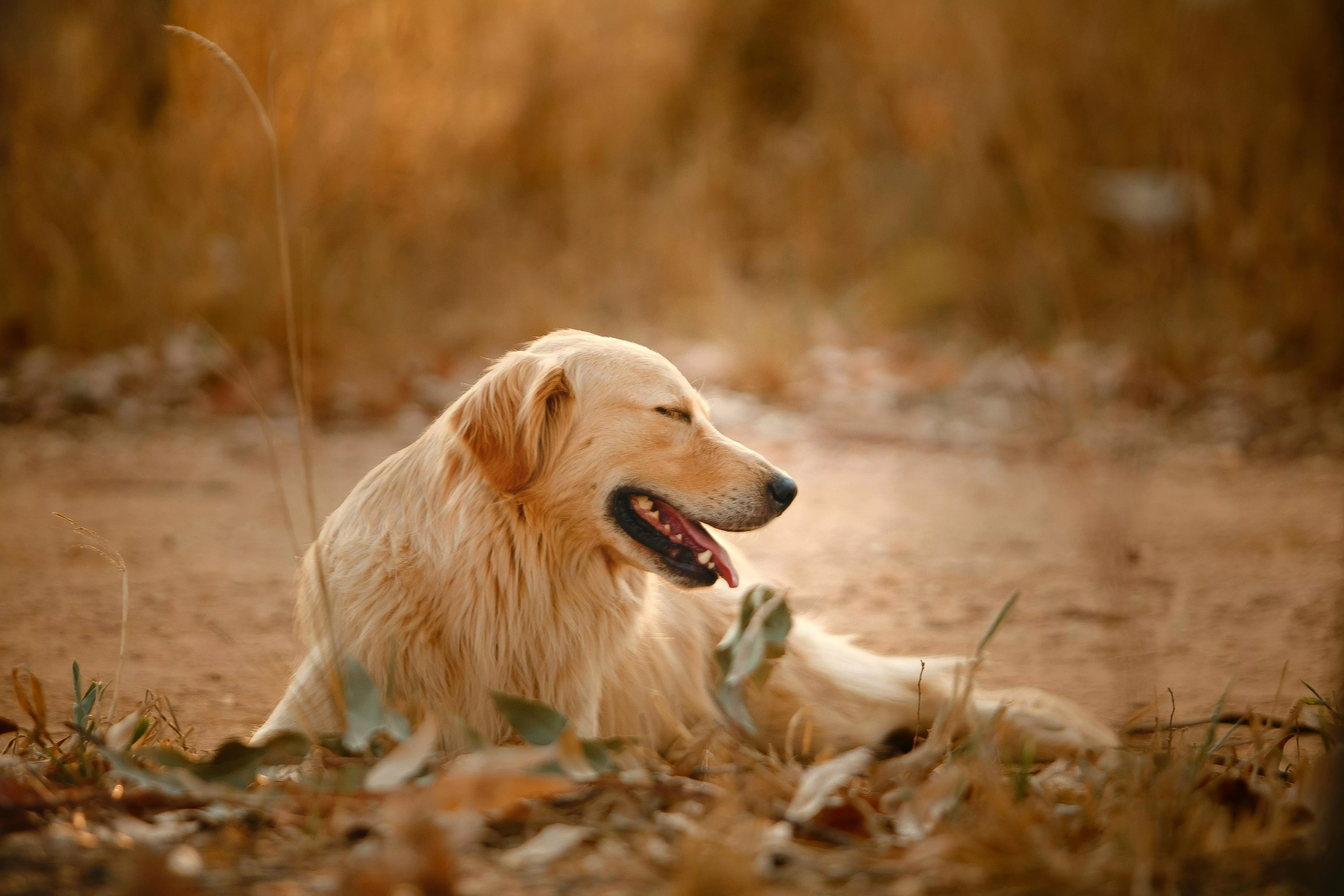 Cute dog lying on ground in autumn park