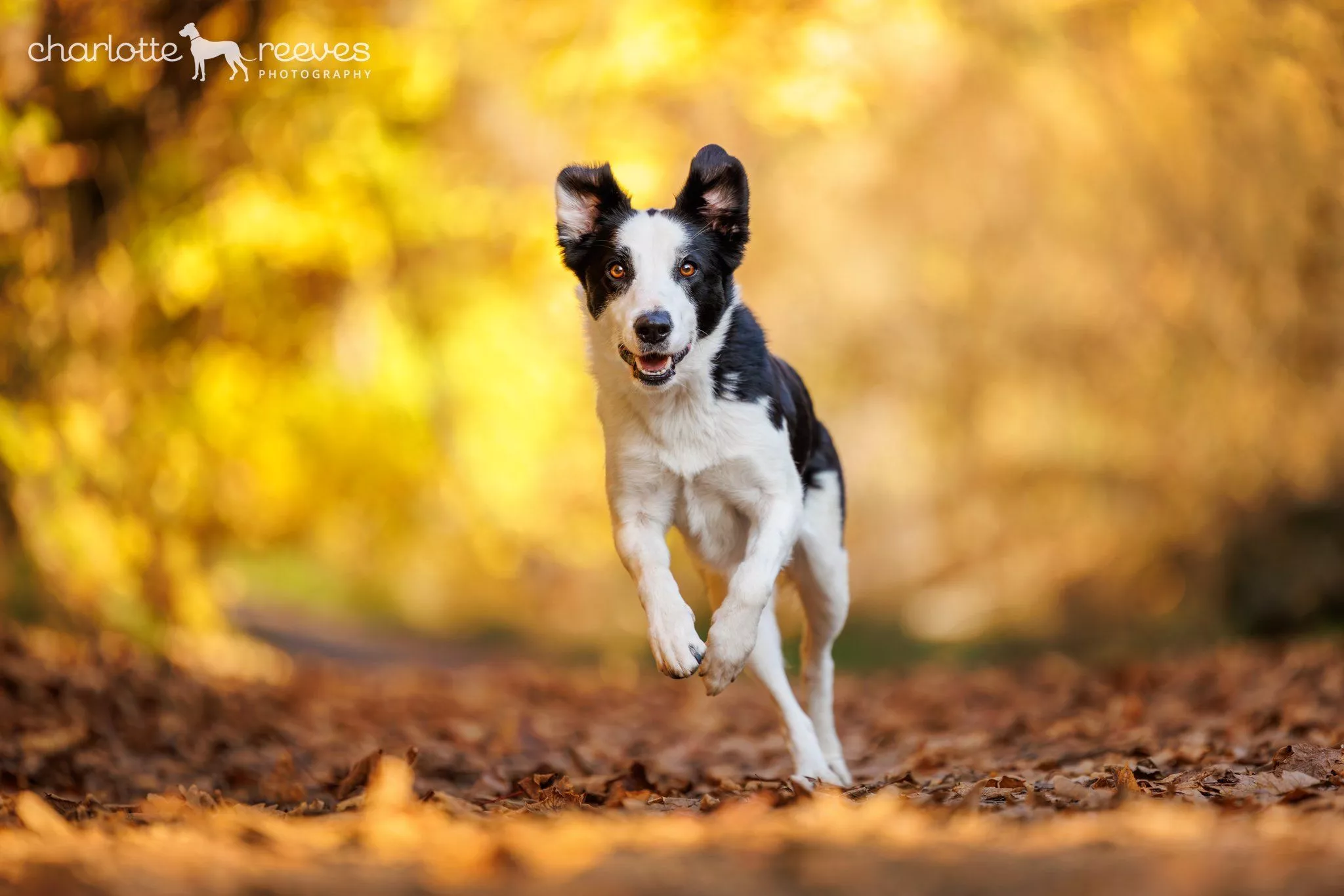 Autumn Dog Photo from Unleashed