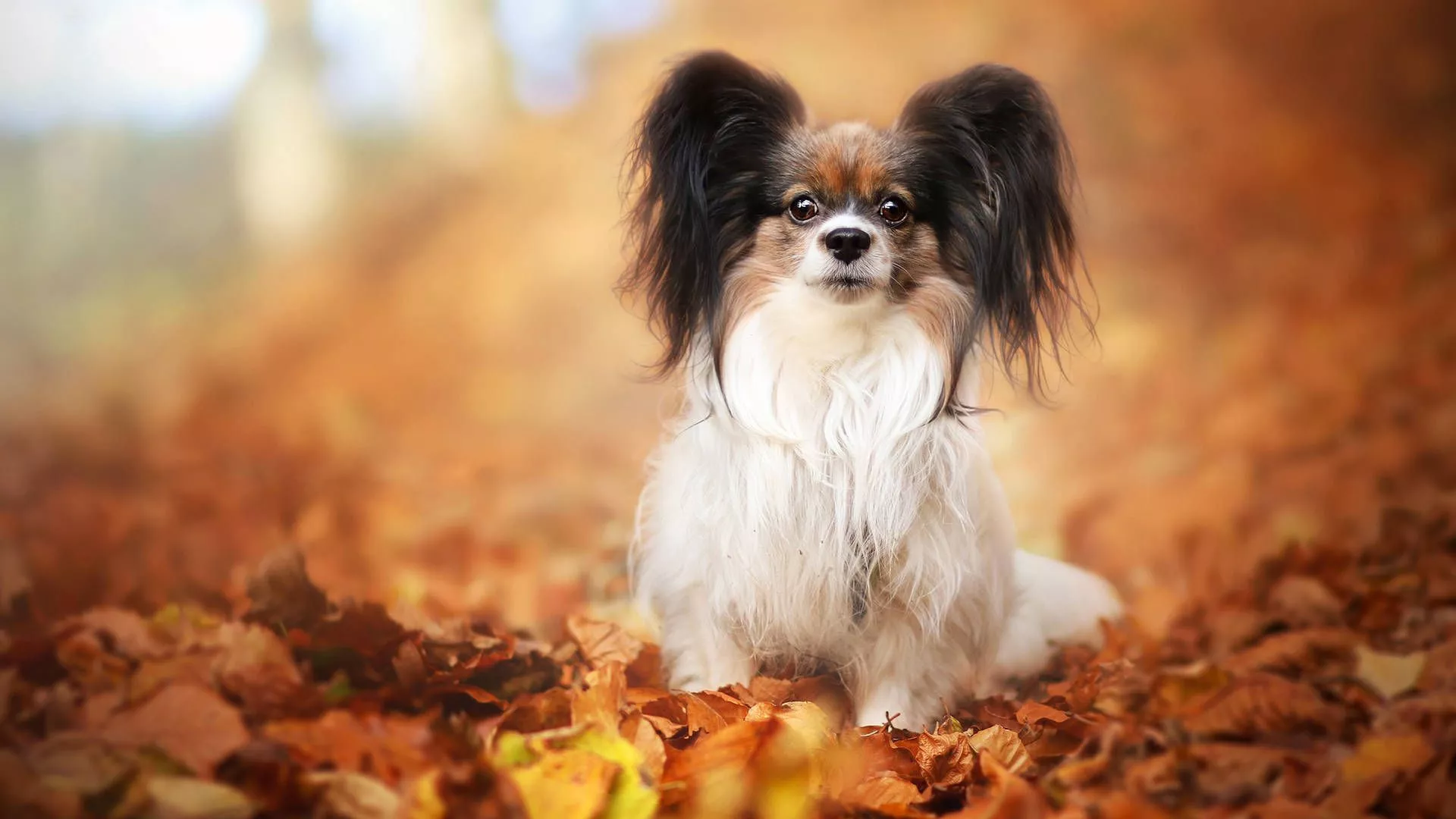 Cute Papillon Dog On Autumn Leaves