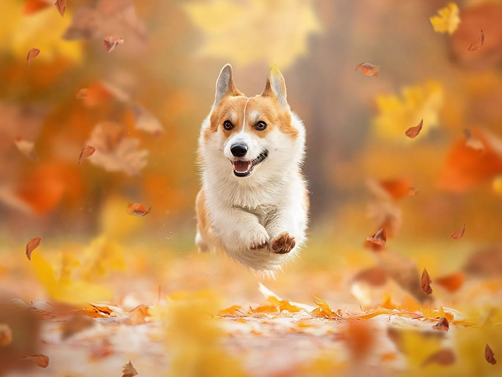 Picture Welsh Corgi dog Foliage Running
