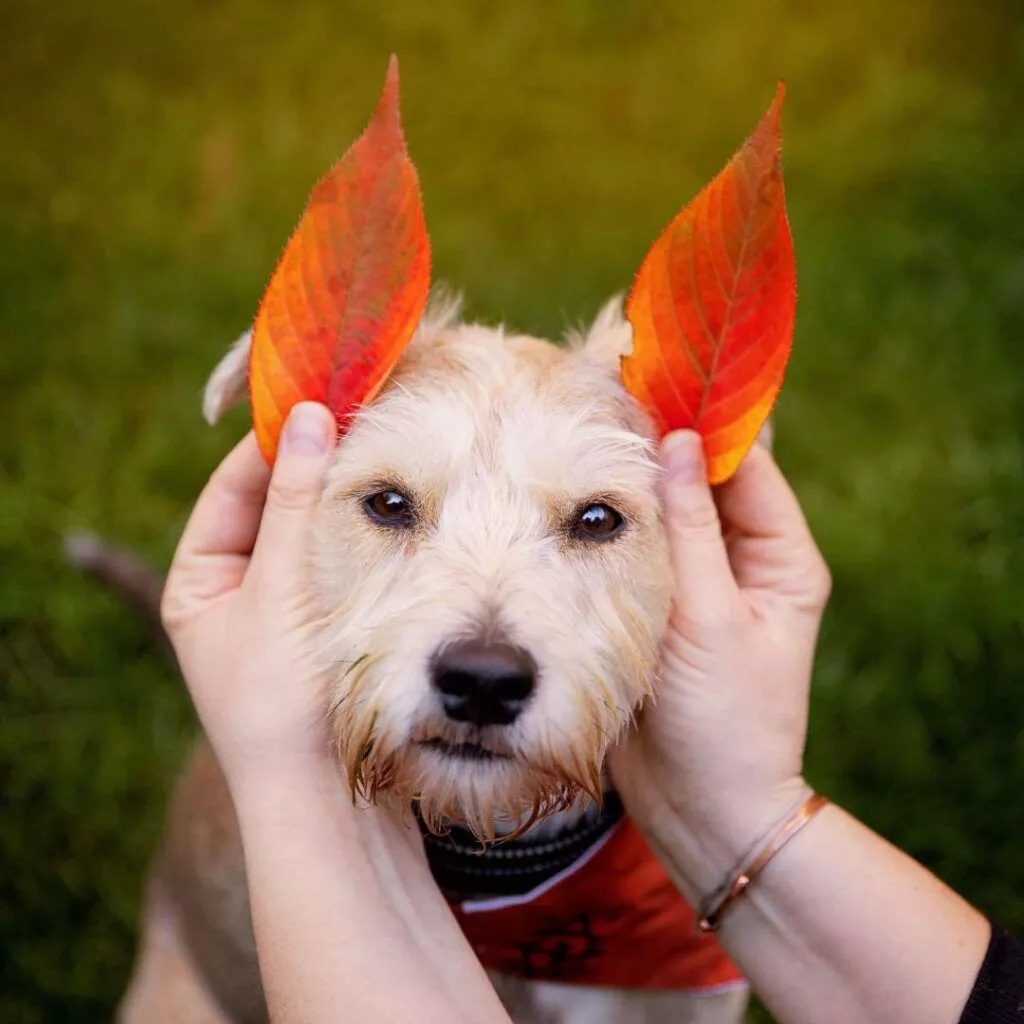 How to take cute dog photo this autumn