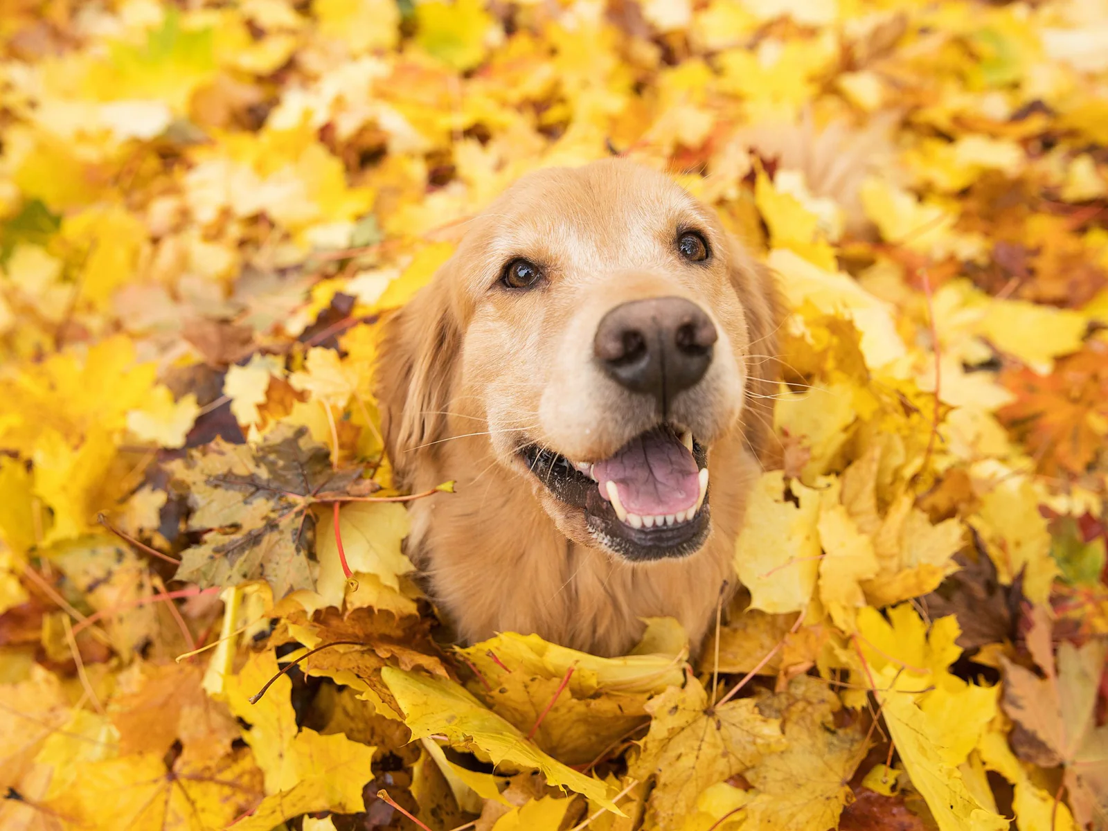 Autumn Dog Care: Keeping Your Dog Happy