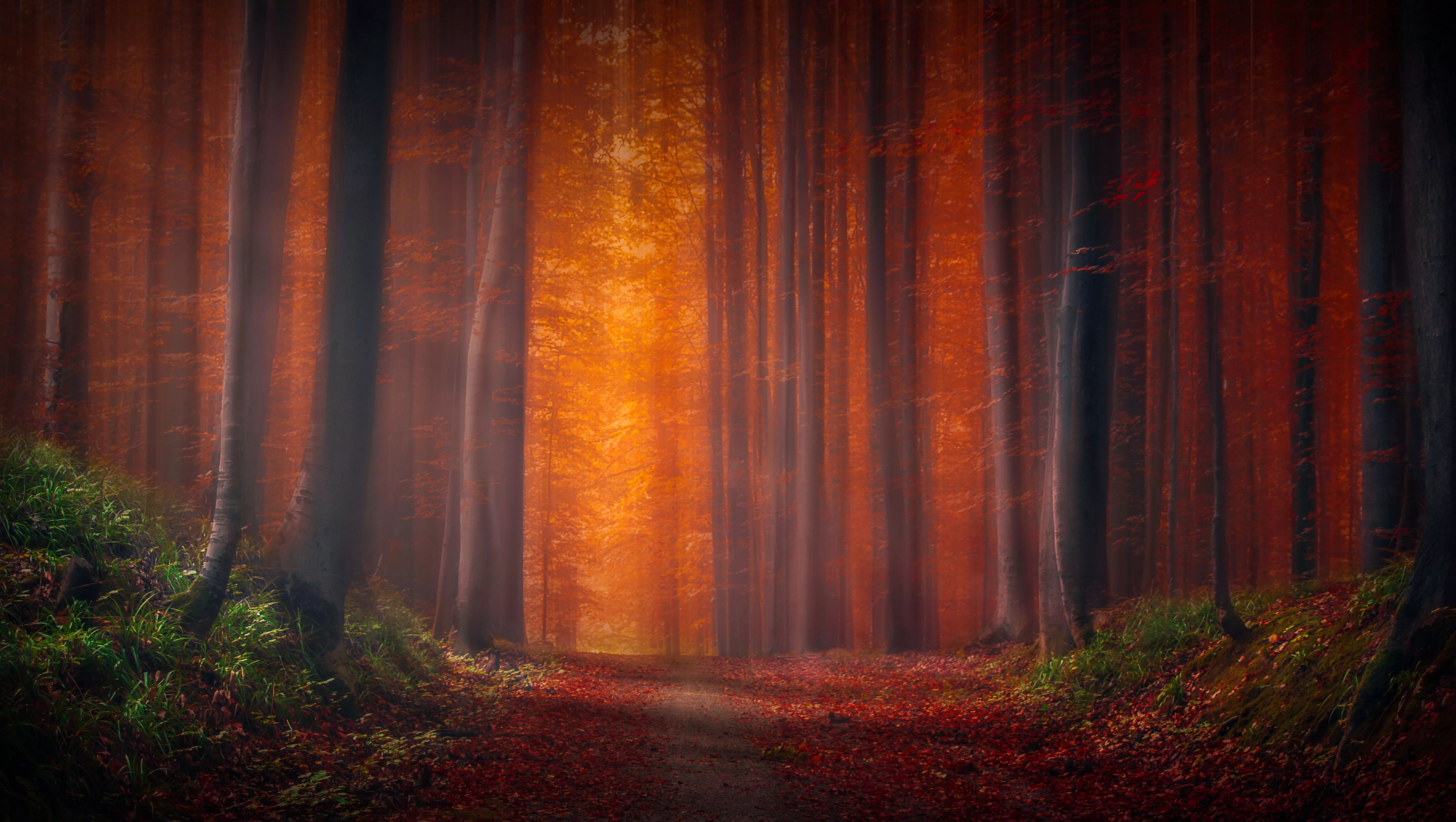 Autumn Forest Wallpaper 4K, Pathway