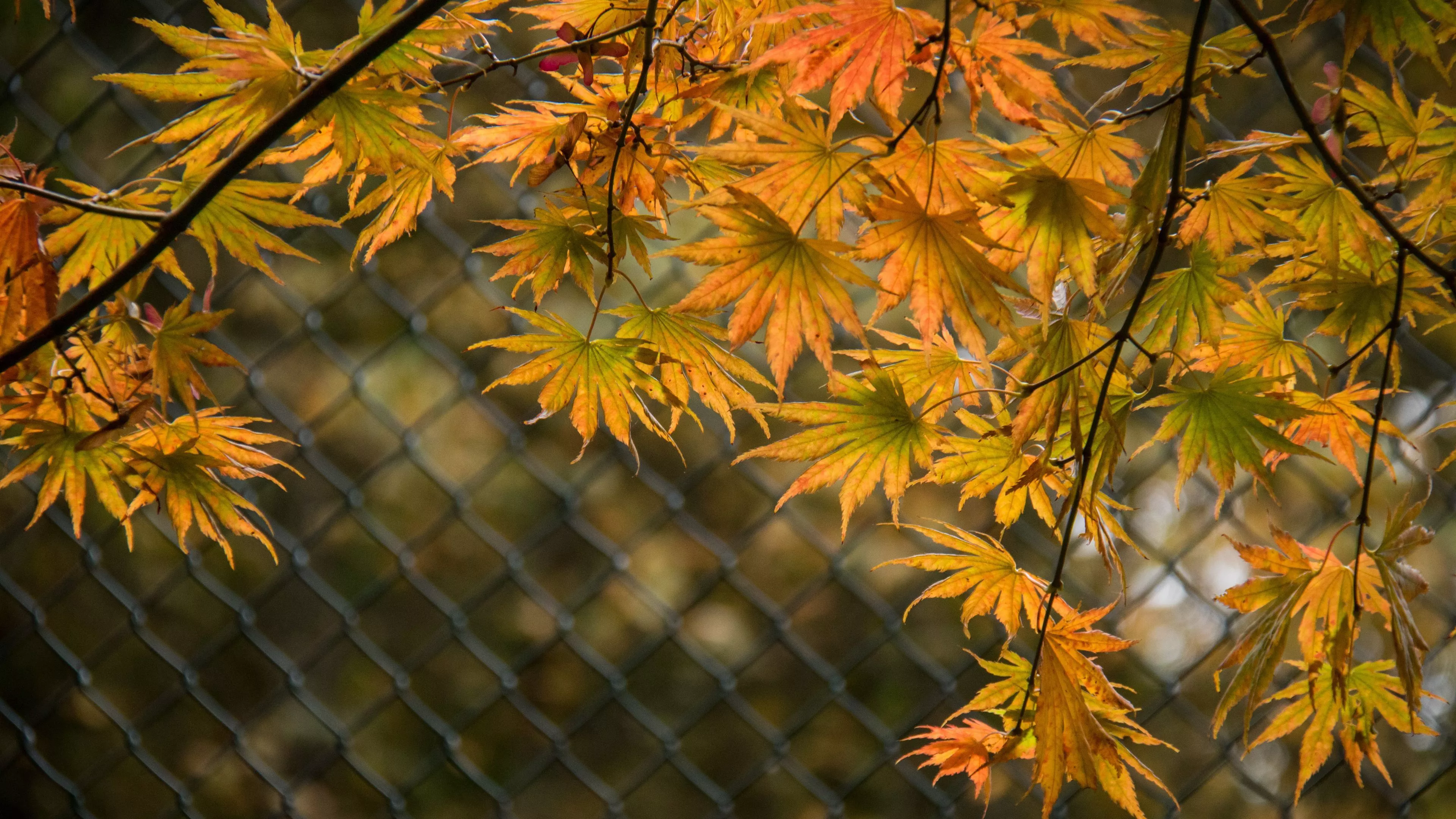 Orange Green Autumn Tree Branch Leaves