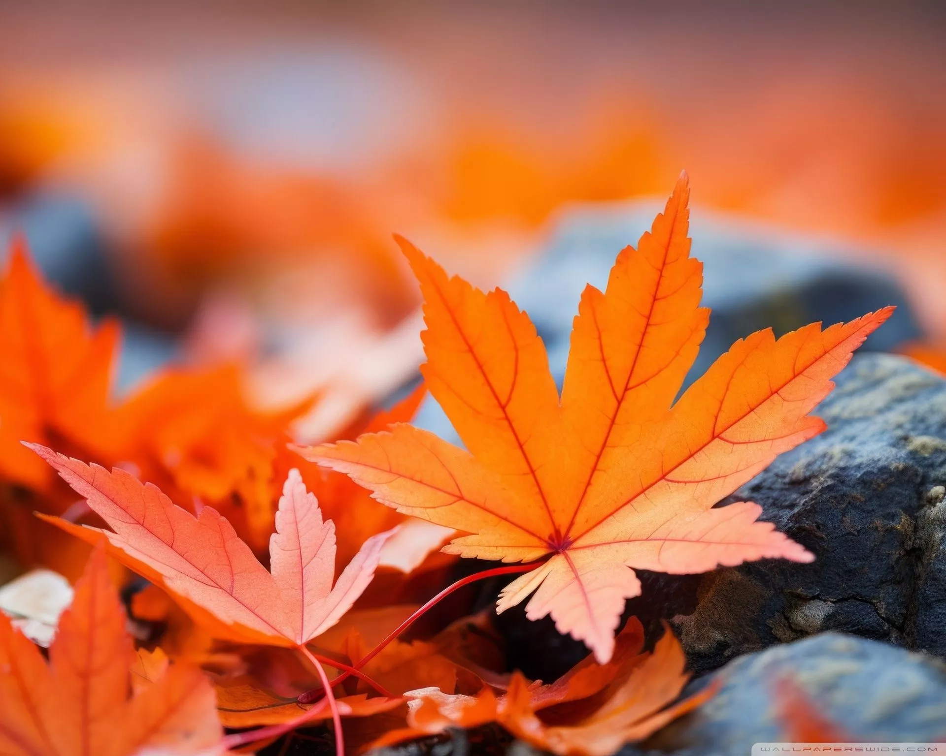 Macro Ultra HD Wallpaper for 4K UHD TV