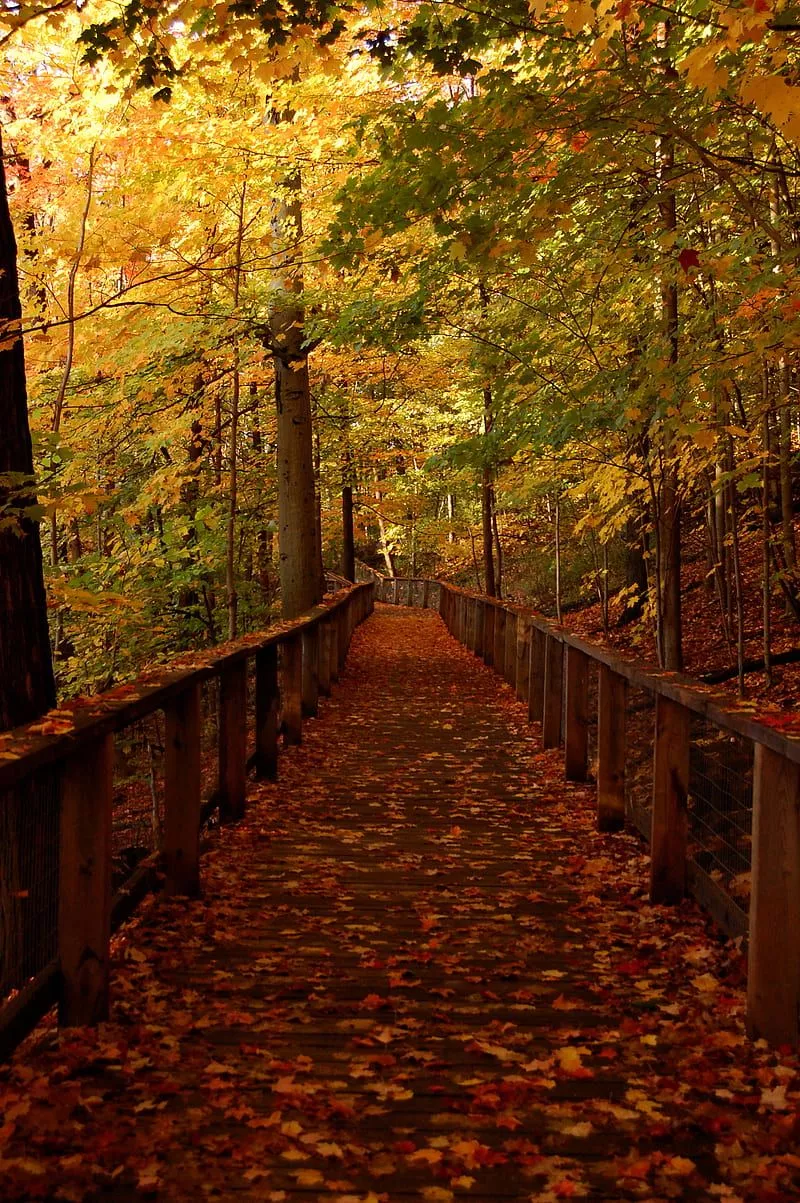 Bridge, forest, leaves, autumn