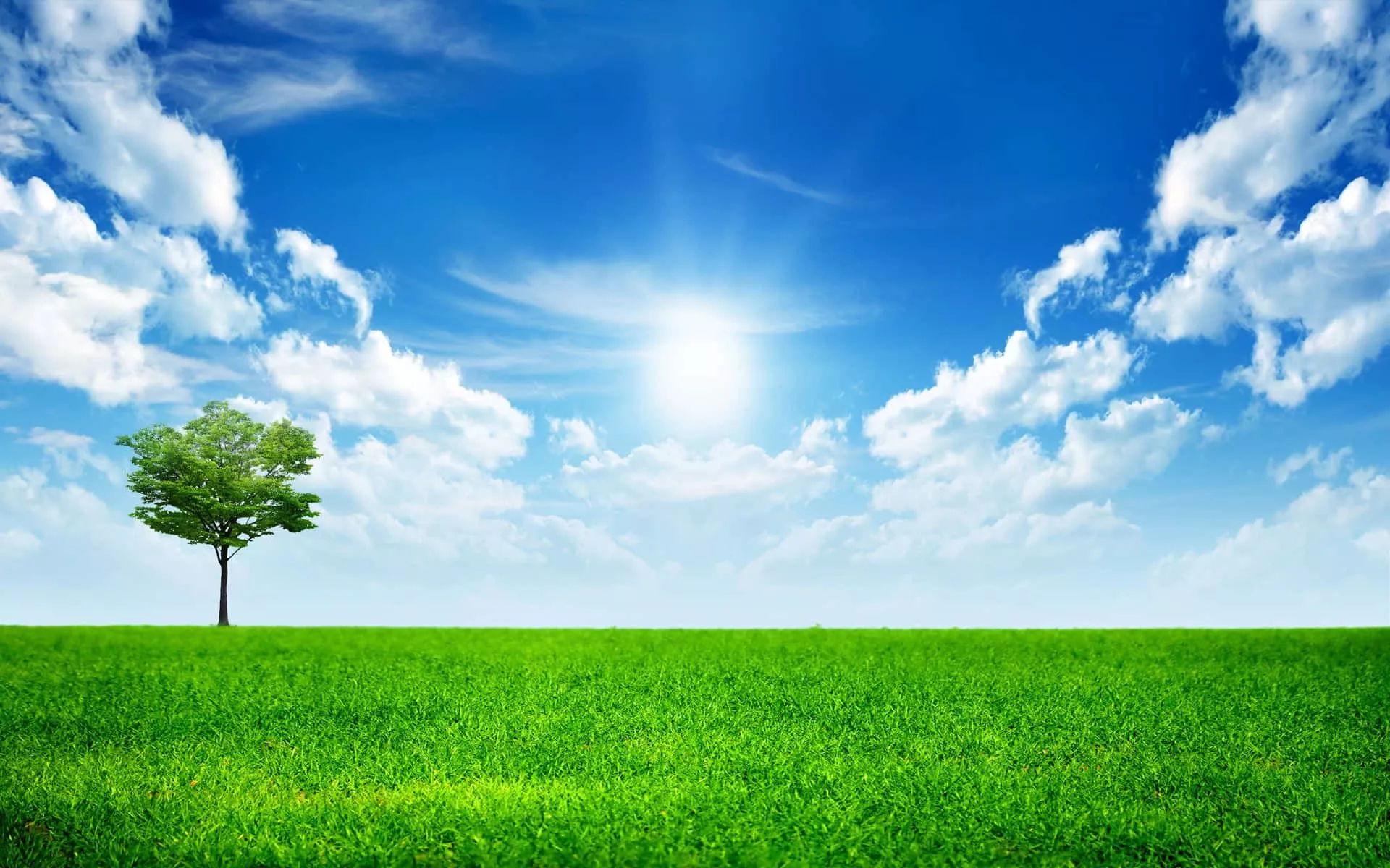 Download Sunny Day Green Field Tree Wallpaper