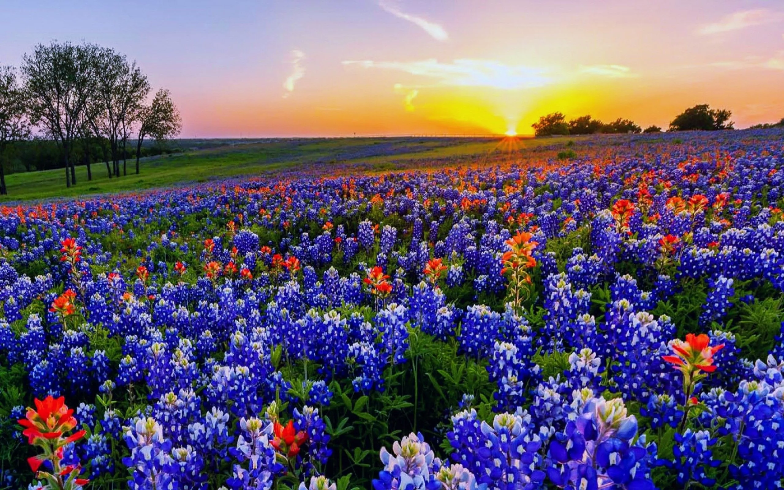 Texas Bluebonnets Nature Desktop