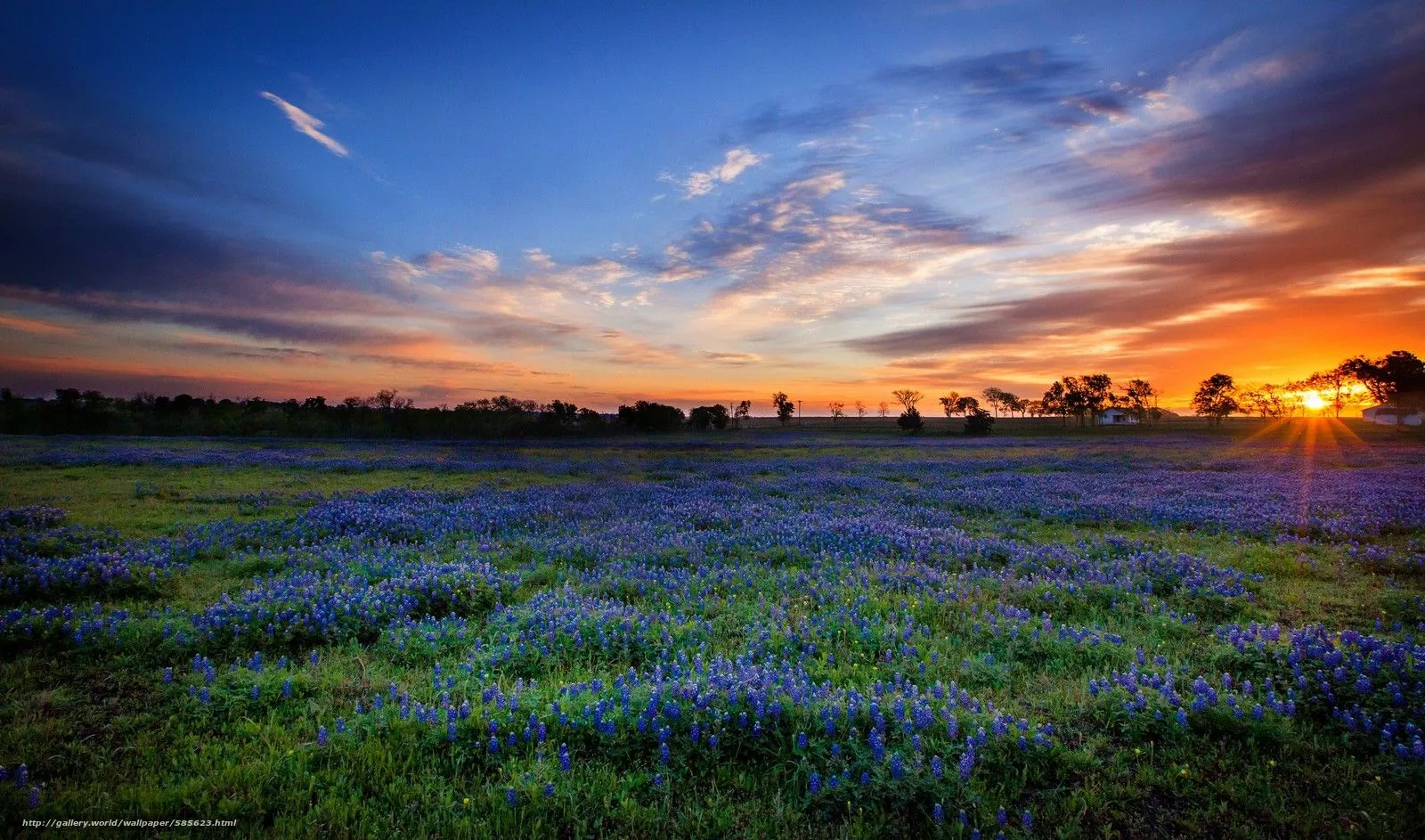 Texas Bluebonnets Background Wallpaper