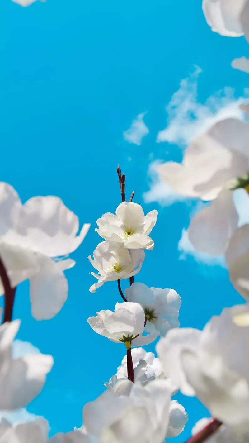 HD iphone spring wallpaper