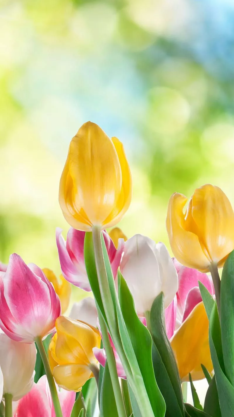 Yellow Tulip scotchblue Spring