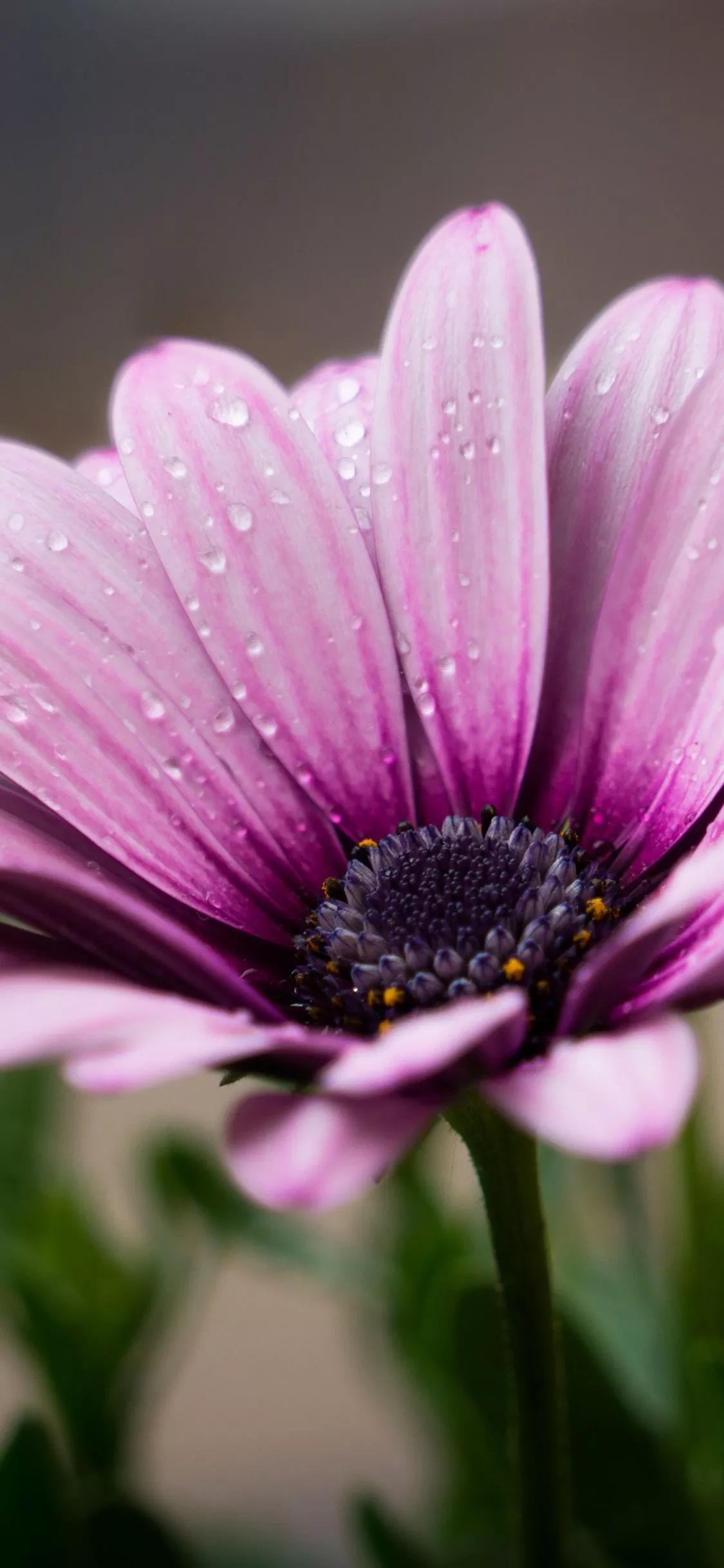 Flower Purple Spring Nature Wallpaper