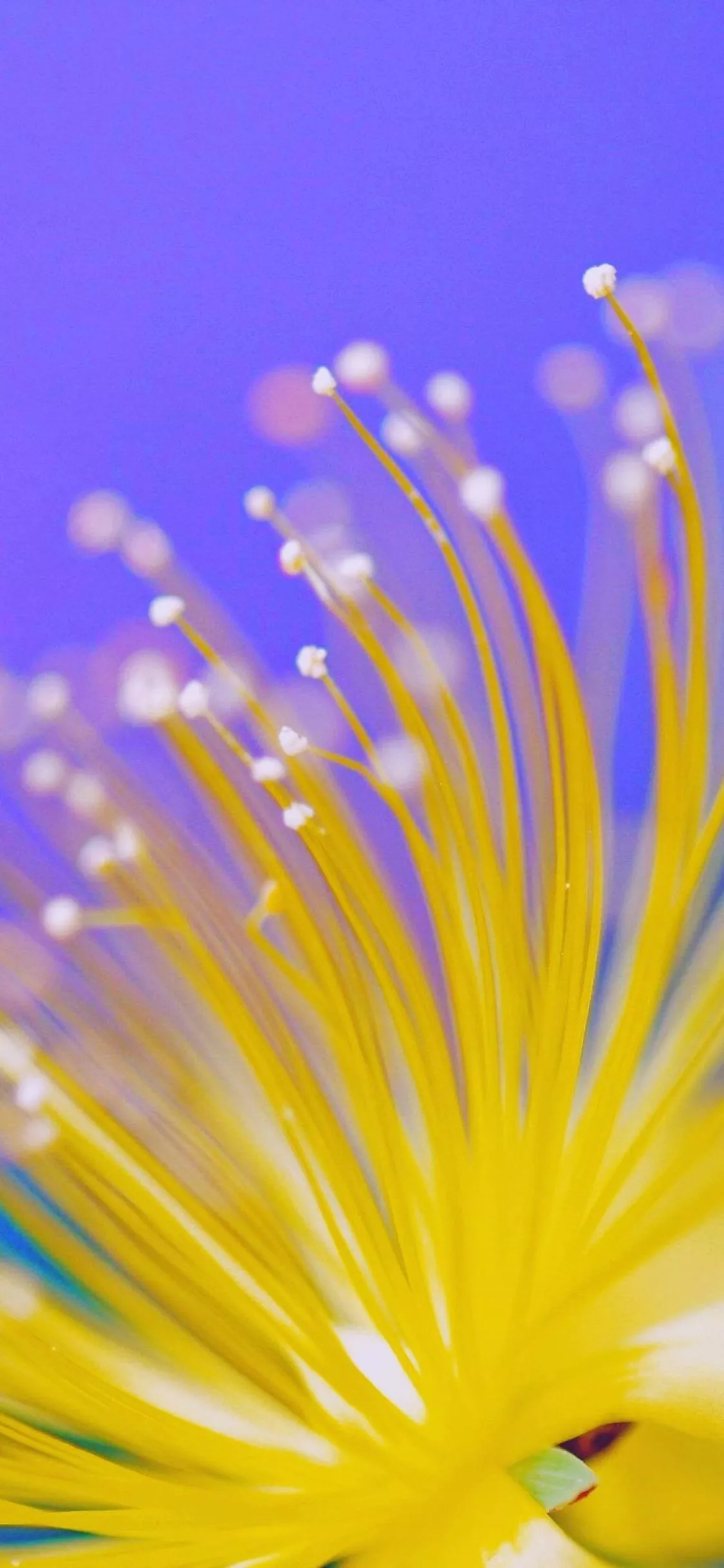 Spring Nature iPhone XS