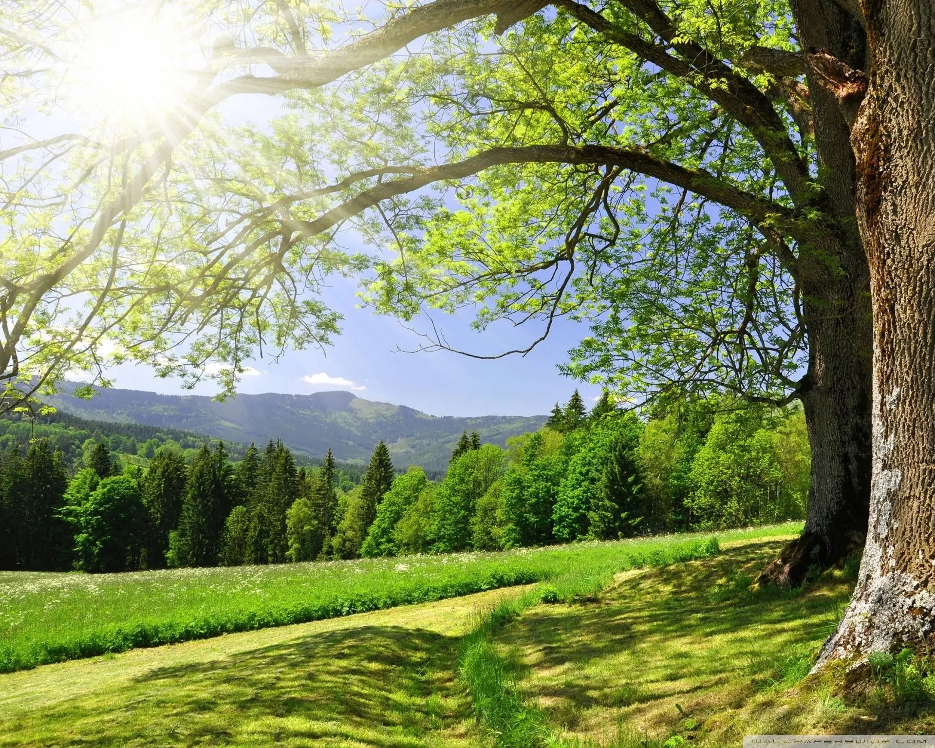 Green Landscape Ultra HD Wallpaper