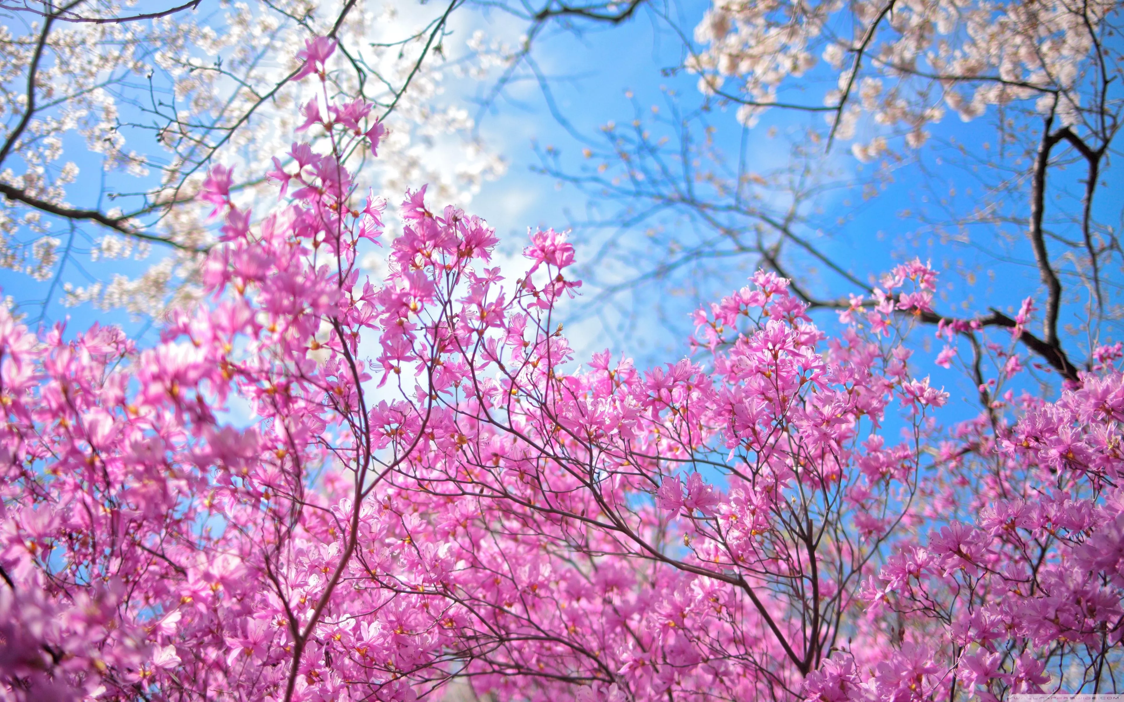 Happy Spring Ultra HD Wallpaper for 4K