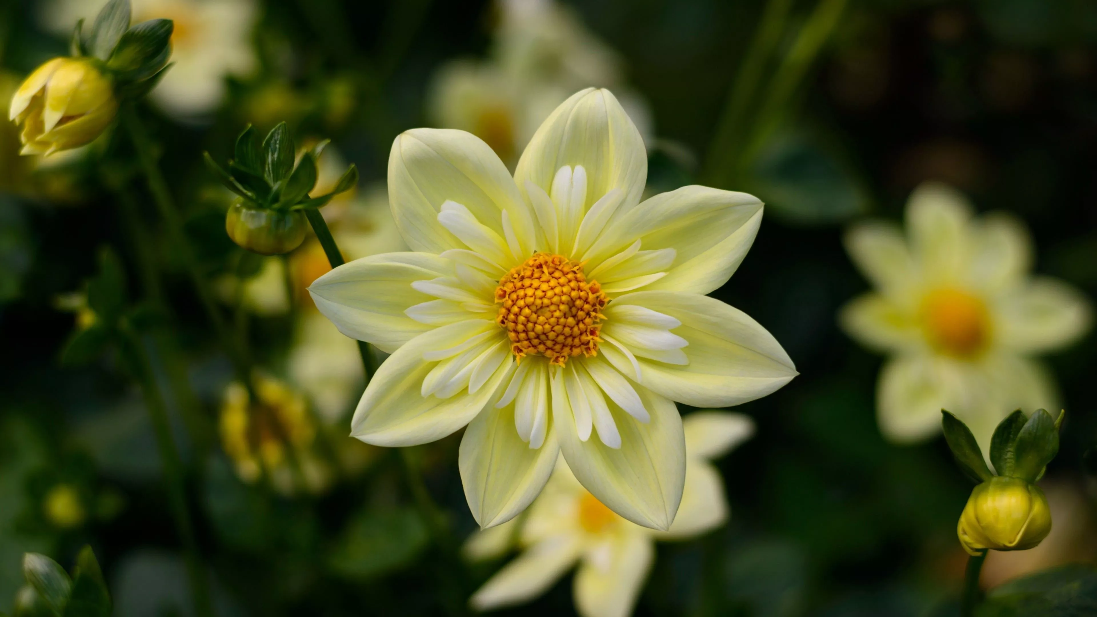 Yellow Dahlia Flowers In Blur