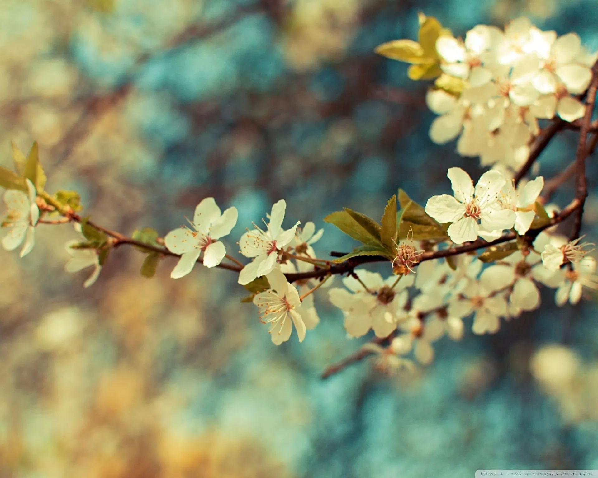 Beautiful Spring Day Ultra HD Wallpaper