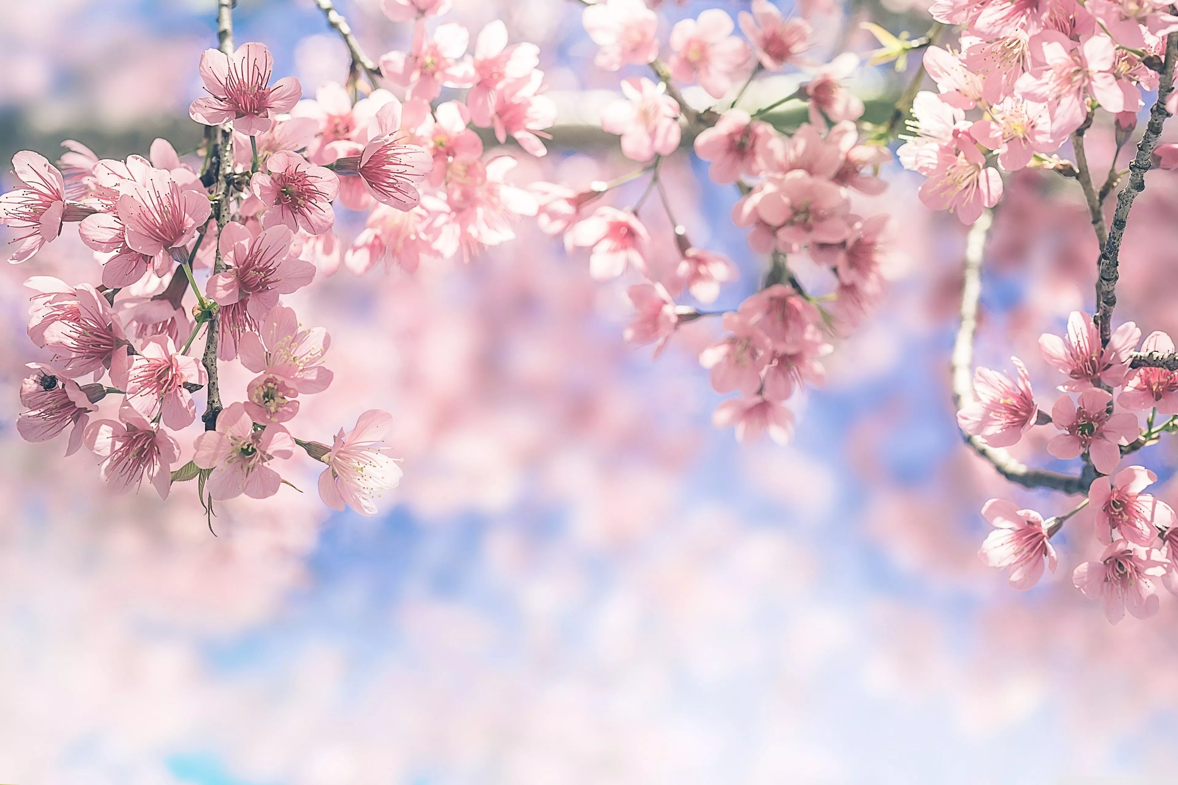 Spring Flowering Trees Ultra HD