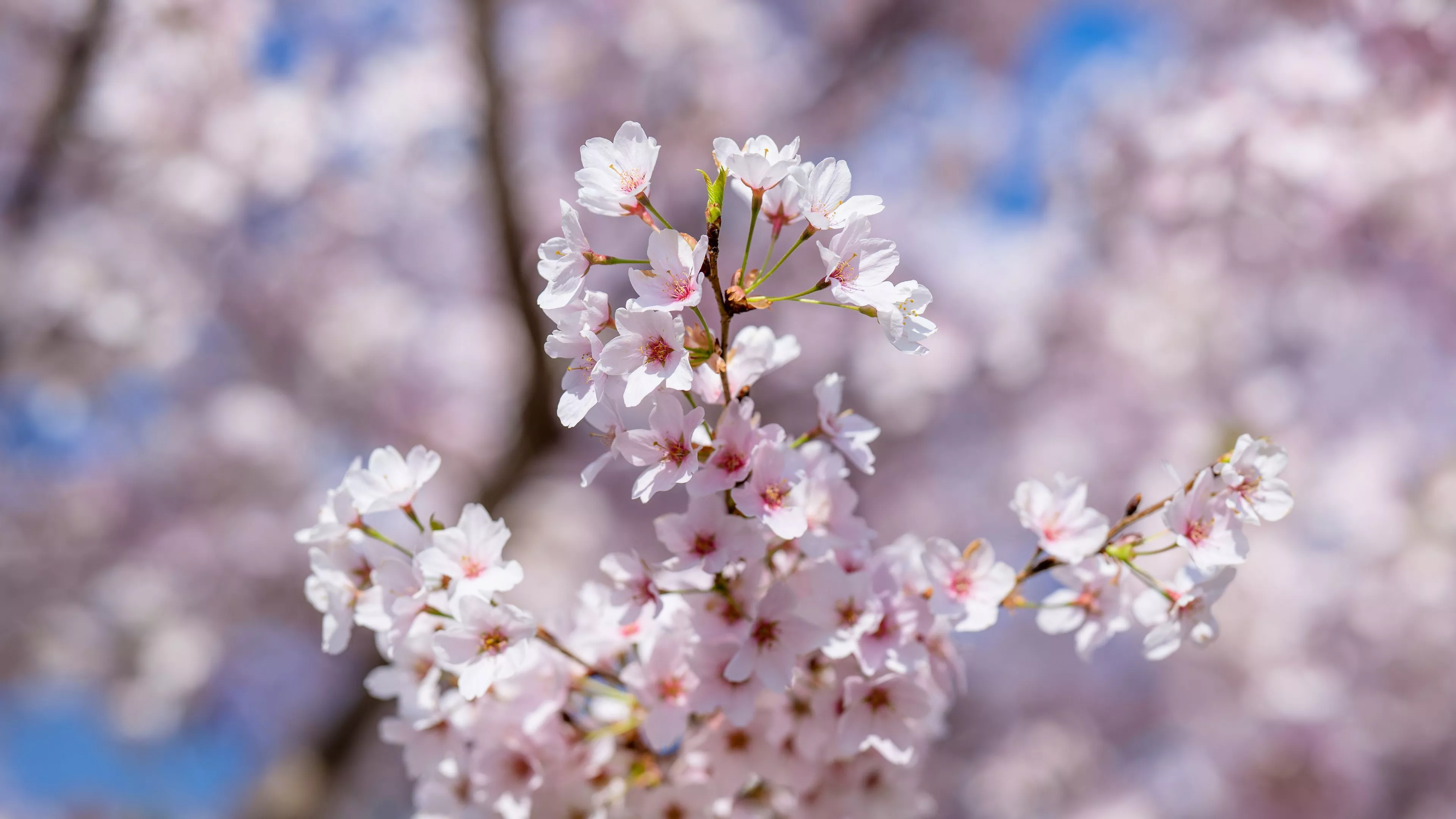 Light Pink Sakura Flowers Petals Spring
