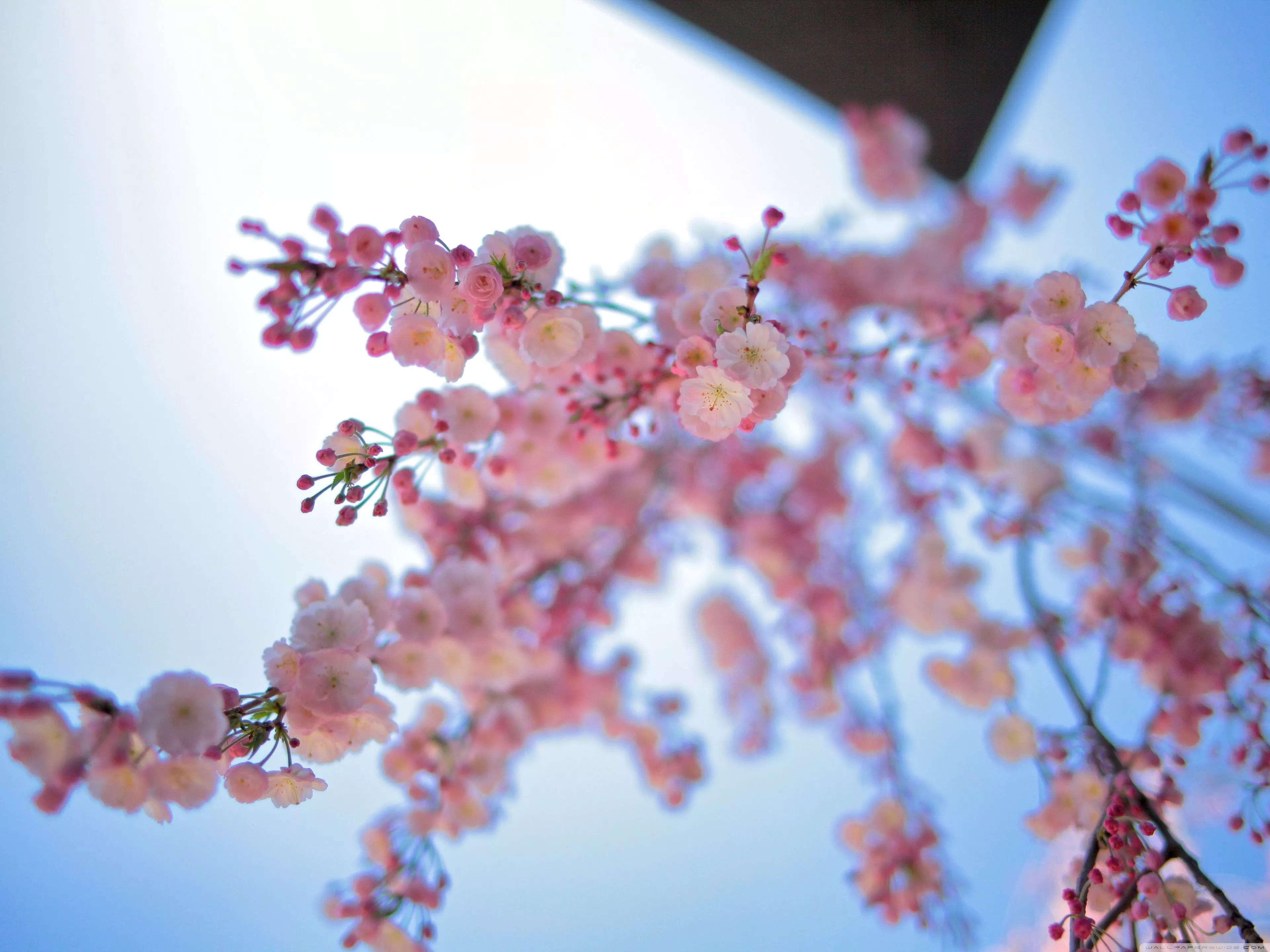 Pink Spring Flowers Ultra HD Wallpaper