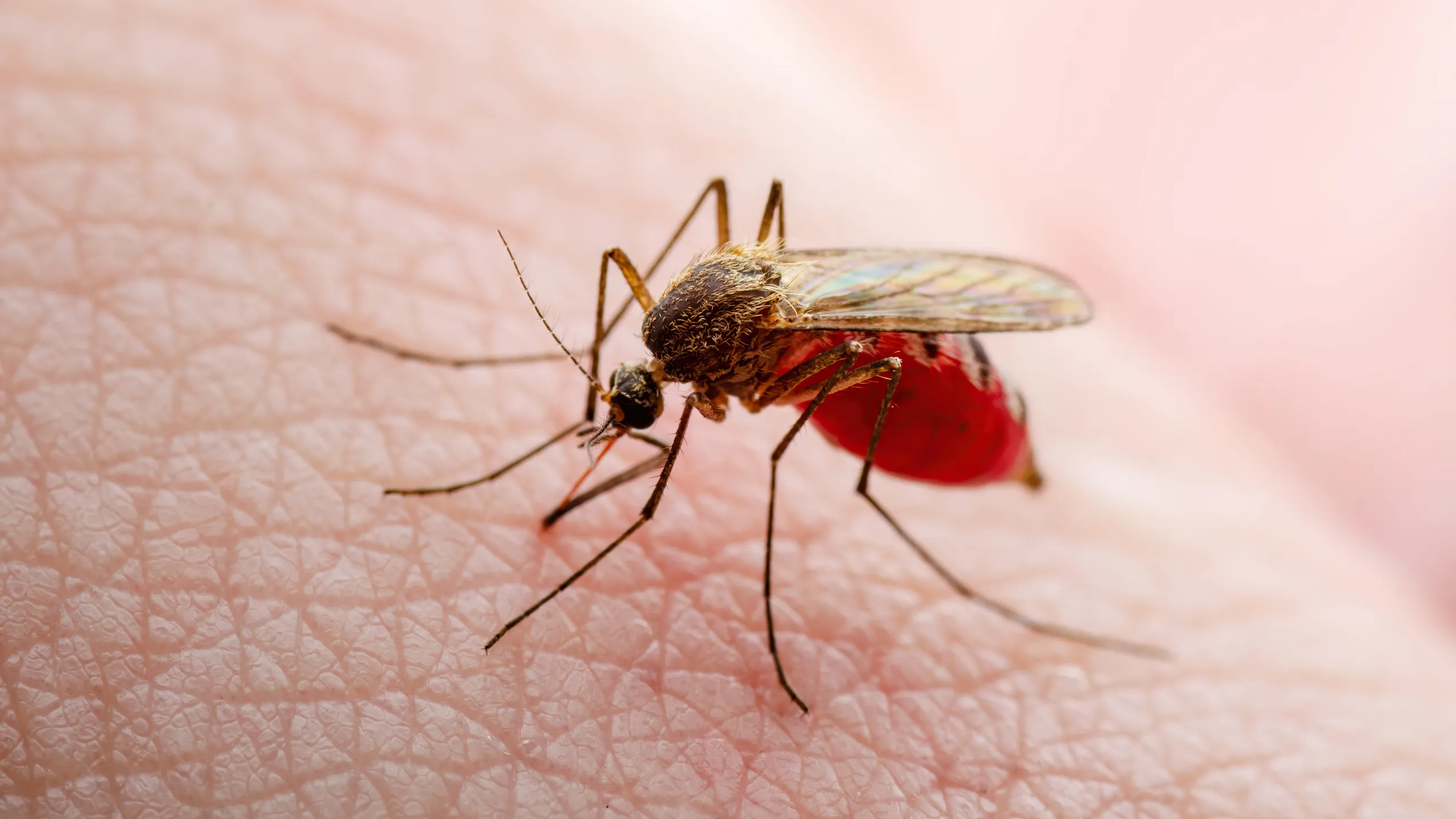 West Nile Virus found in Midland